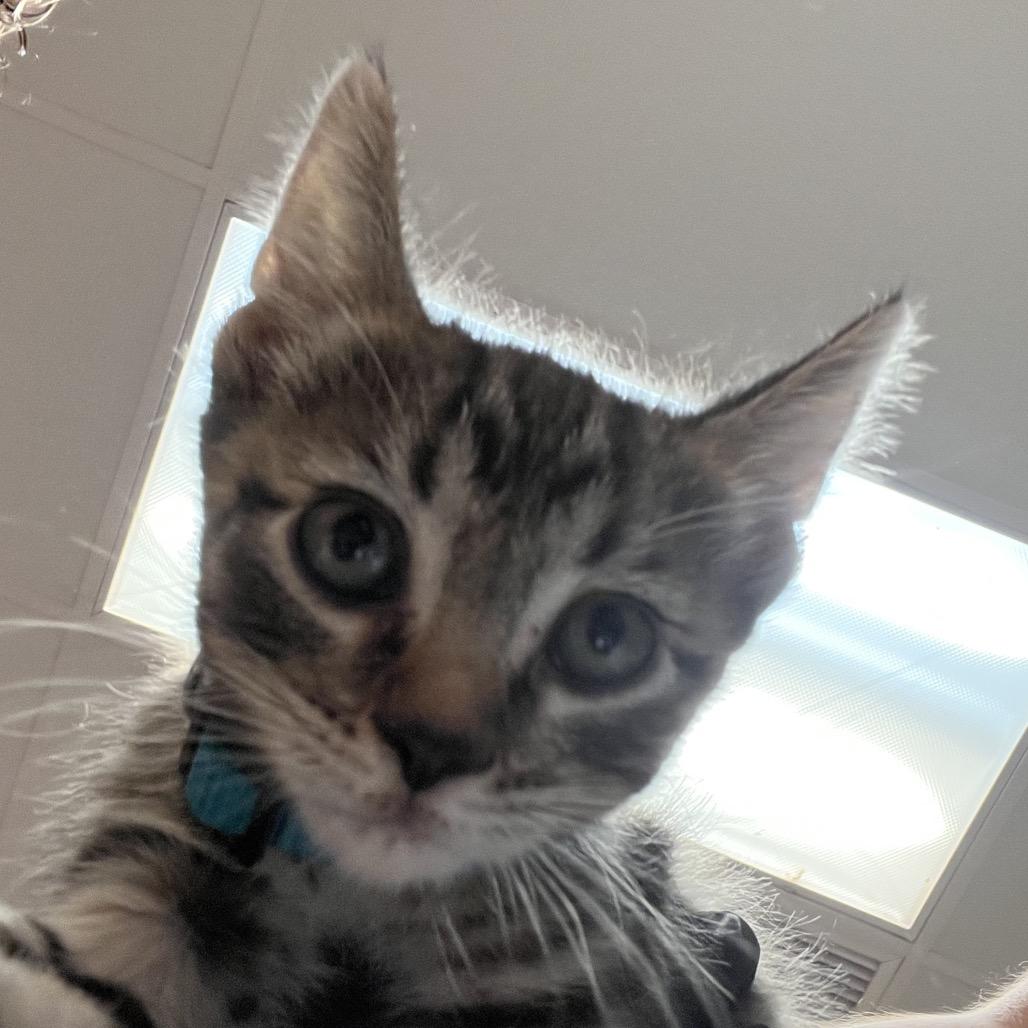 Enlarge Naomi - Adventurous & Affectionate! Good w/ Dogs & Cats!, a Adoptable Domestic Short Hair in Flagstaff, AZ image 6/6