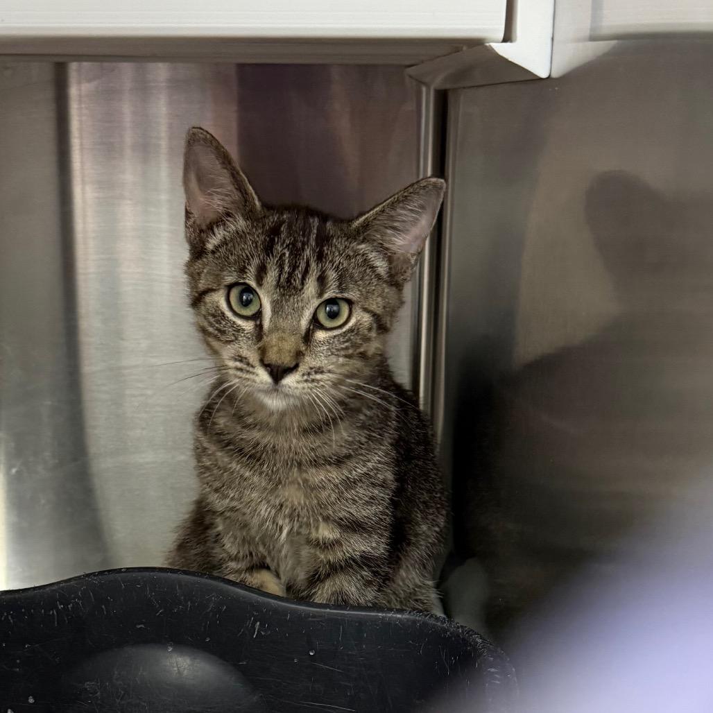 Webster, Adoptable, Kitten Male Domestic Short Hair.