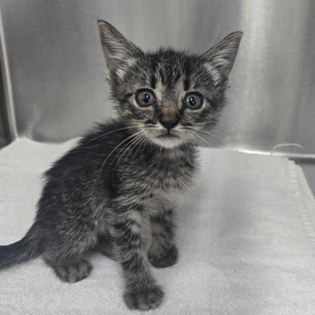Enlarge Webster, a Adoptable Domestic Short Hair in Lake Panasoffkee, FL image 2/2