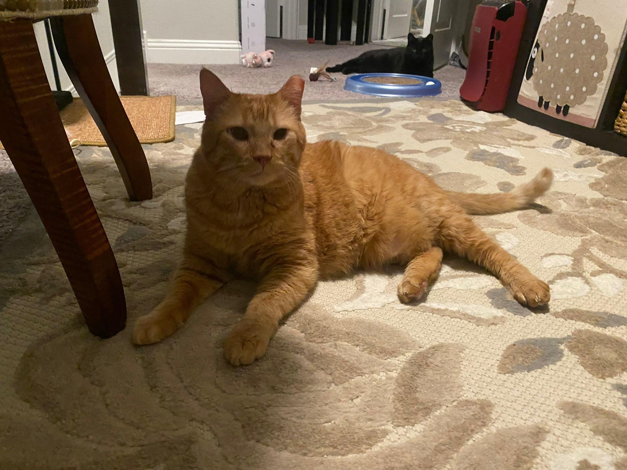 Enlarge Jet and Red, a Adoptable mixed breed in Bedford, TX image 6/6