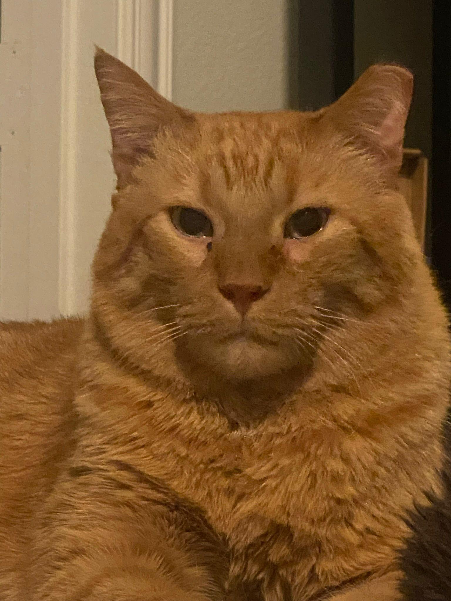 Enlarge Jet and Red, a Adoptable mixed breed in Bedford, TX image 5/6