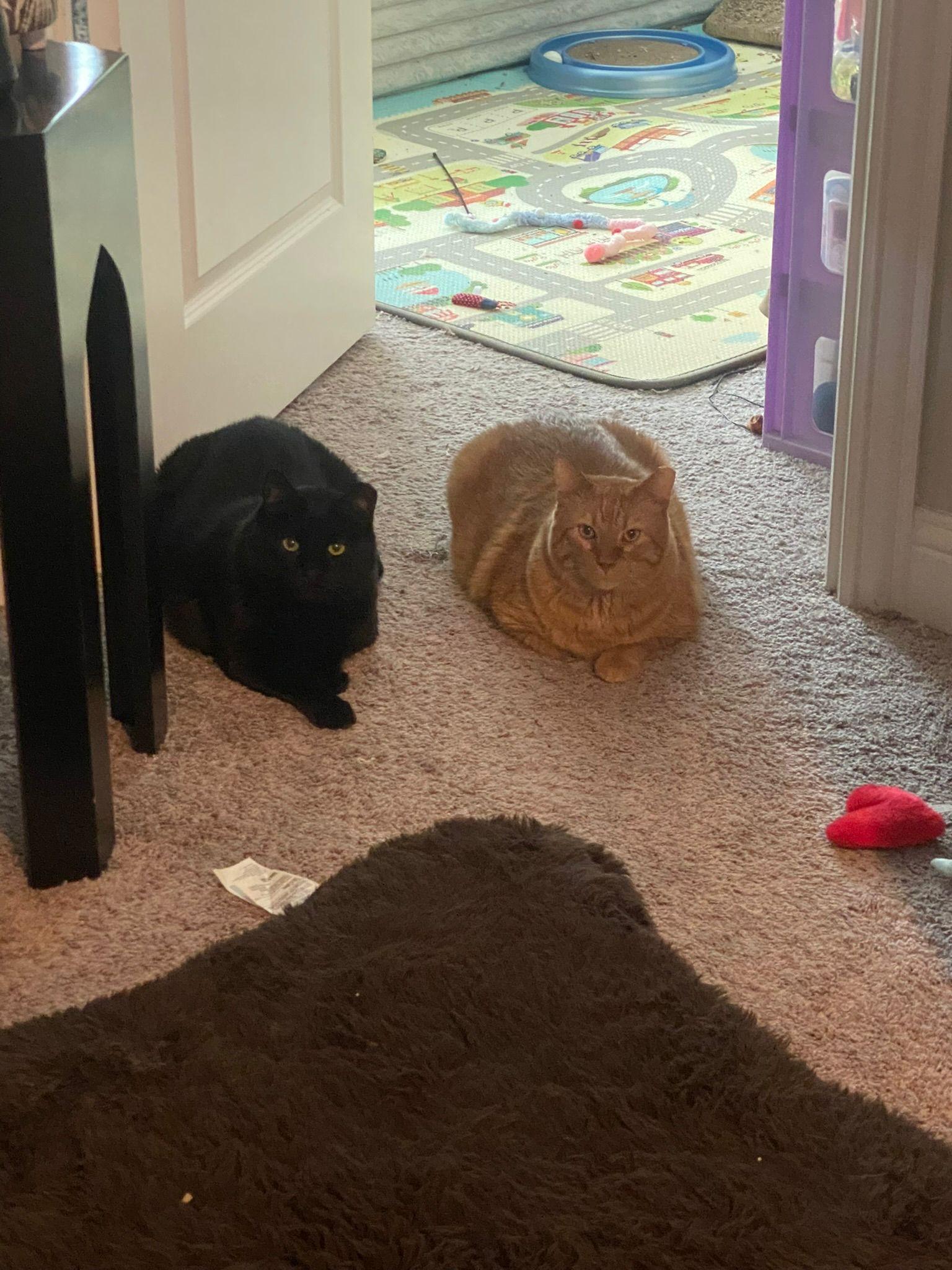 Enlarge Jet and Red, a Adoptable mixed breed in Bedford, TX image 2/6