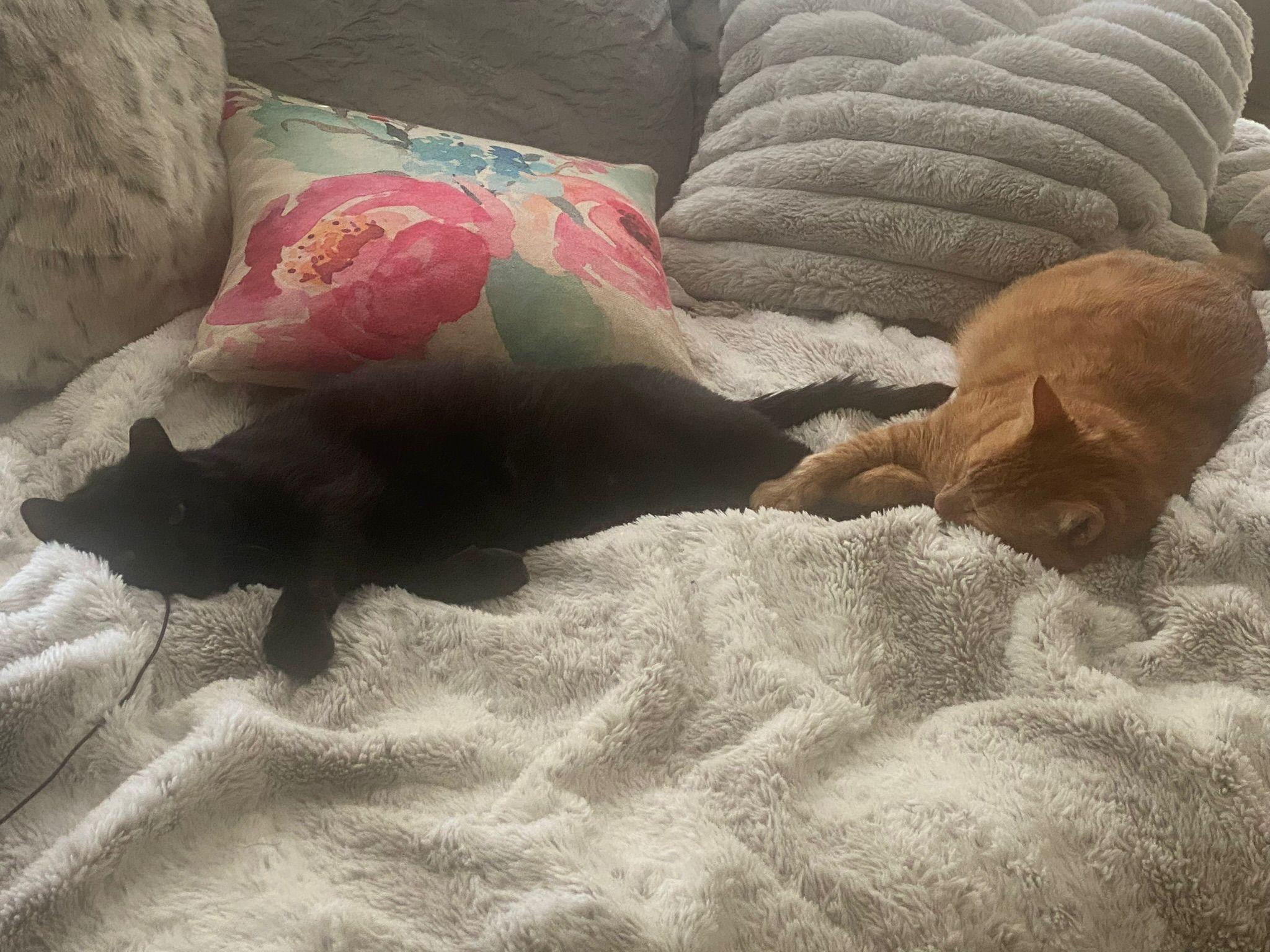 Enlarge Jet and Red, a Adoptable mixed breed in Bedford, TX image 3/6