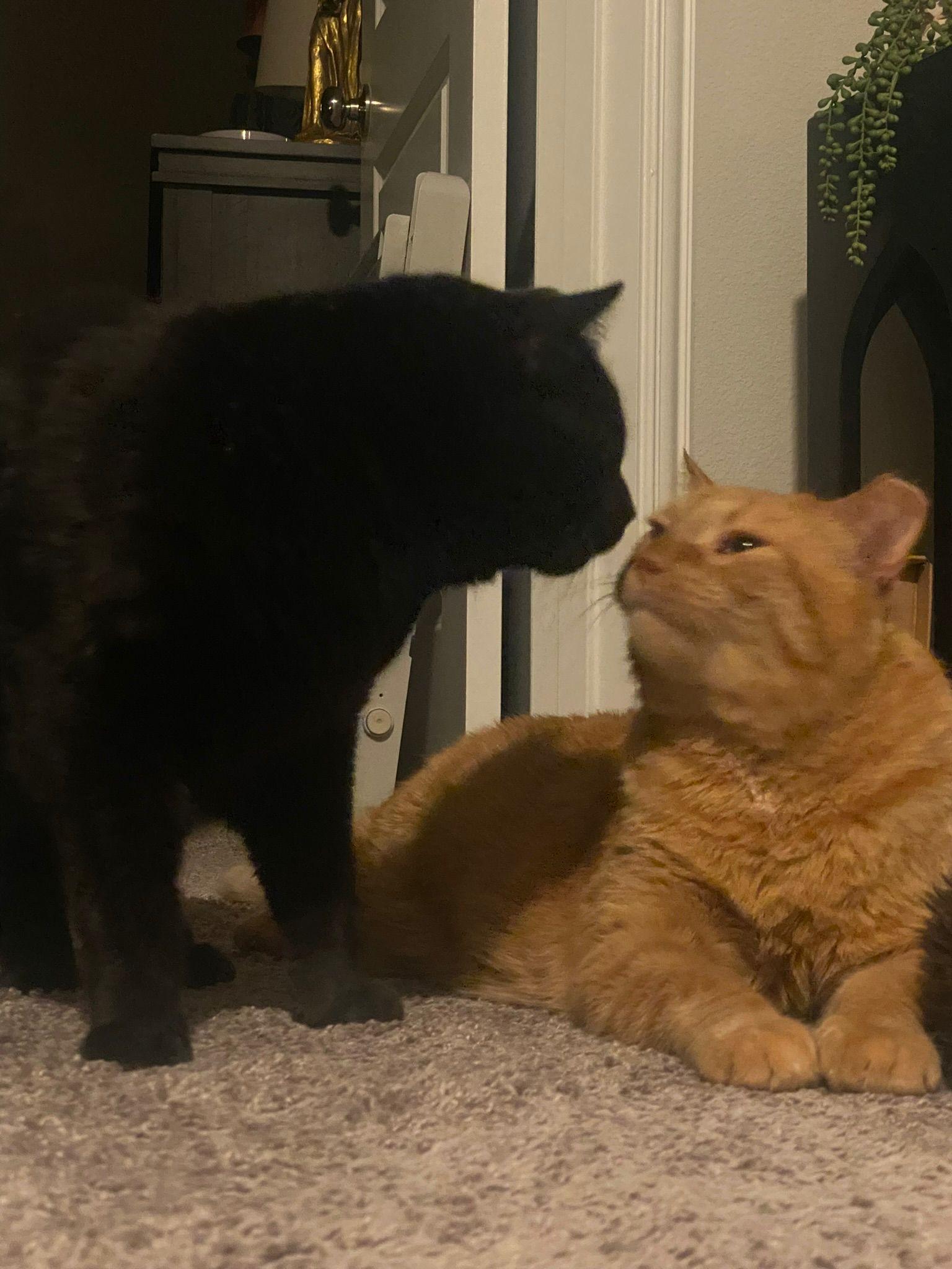 Enlarge Jet and Red, a Adoptable mixed breed in Bedford, TX image 1/6