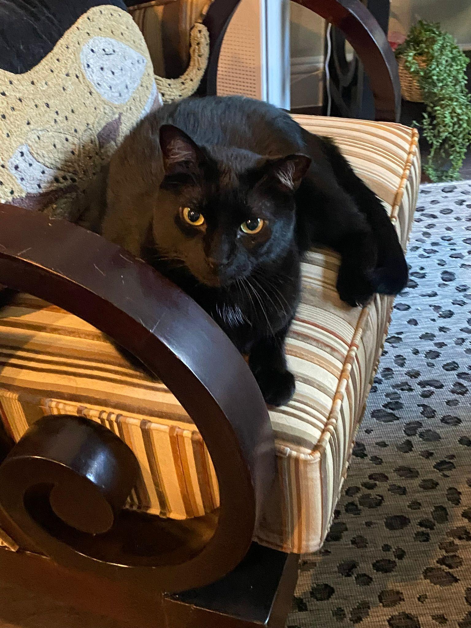 Enlarge Jet and Red, a Adoptable mixed breed in Bedford, TX image 4/6