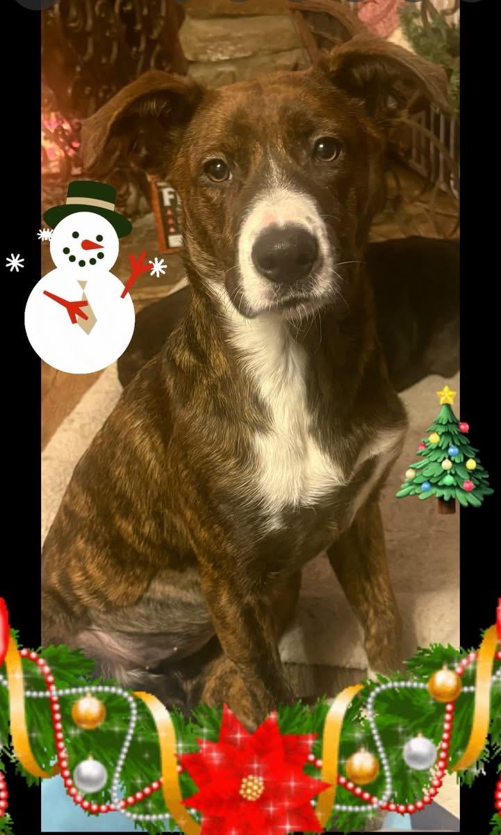 Enlarge Adeline, a ADOPTABLE mixed breed in GLEN MILLS, PA image 1/2