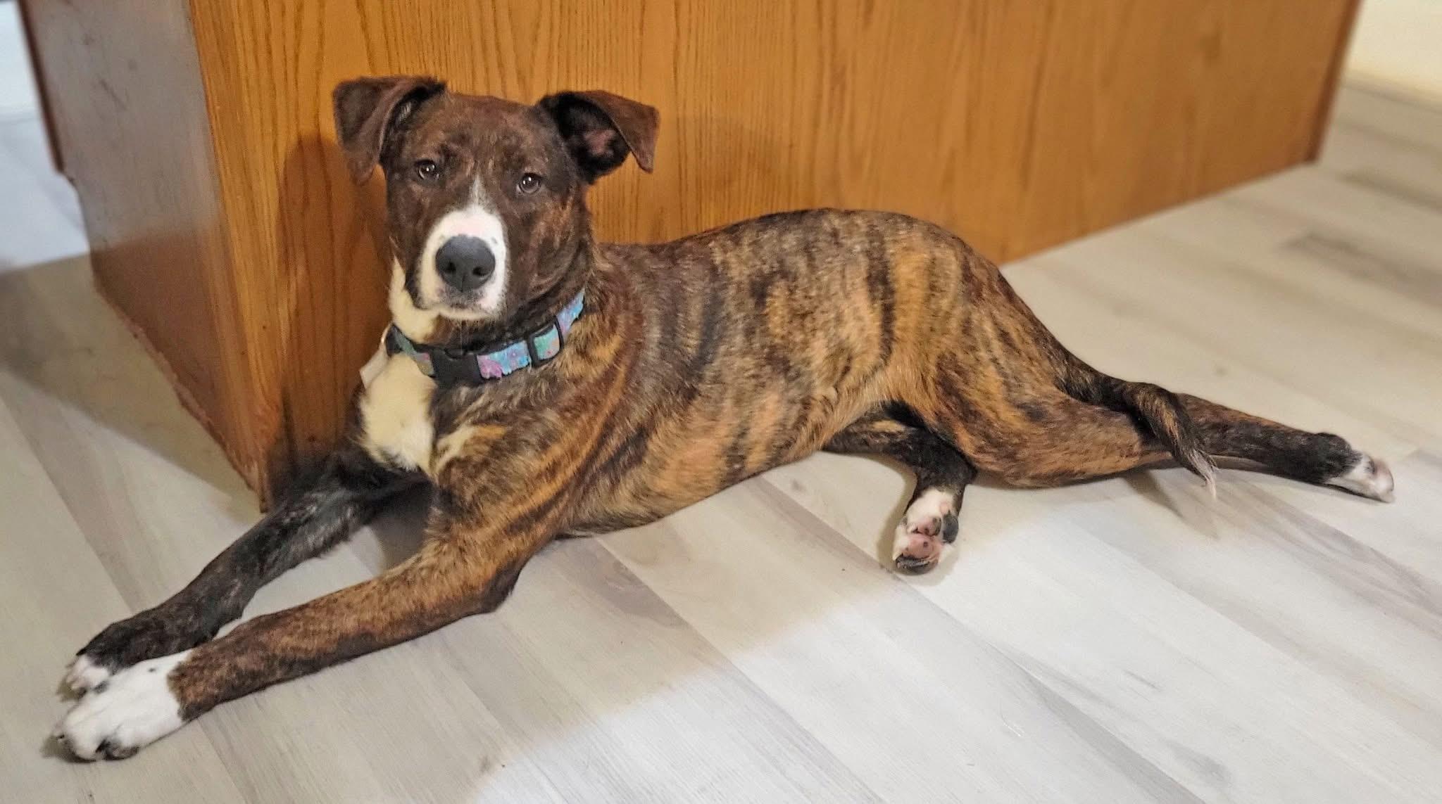 Enlarge Adeline, a ADOPTABLE mixed breed in Woodbury, NJ image 3/6