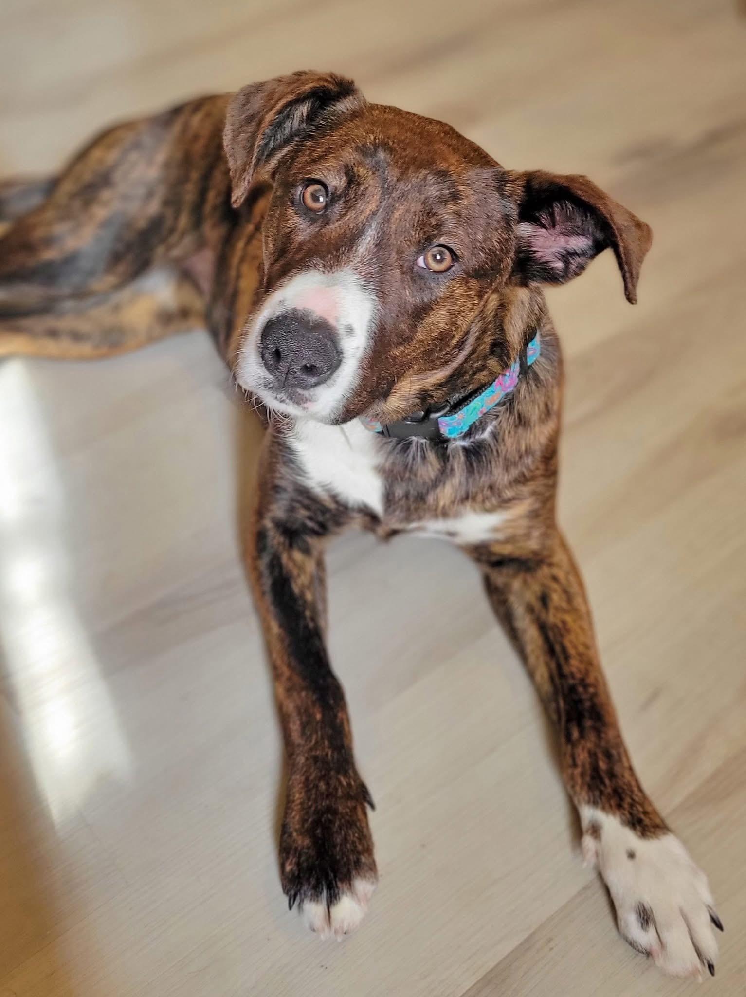 Enlarge Adeline, a ADOPTABLE mixed breed in Woodbury, NJ image 6/6