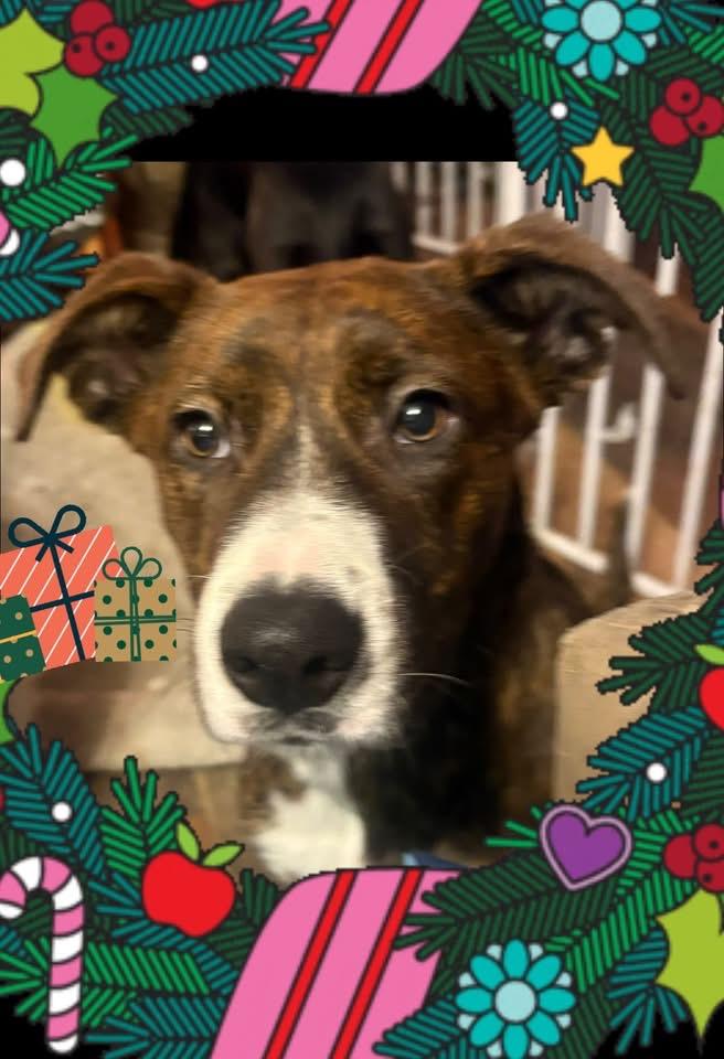 Enlarge Adeline, a ADOPTABLE mixed breed in GLEN MILLS, PA image 2/2