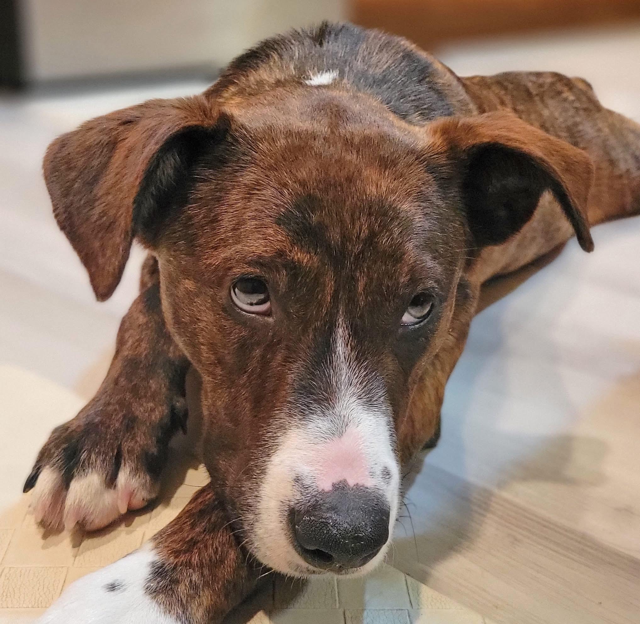 Enlarge Adeline, a ADOPTABLE mixed breed in Woodbury, NJ image 5/6