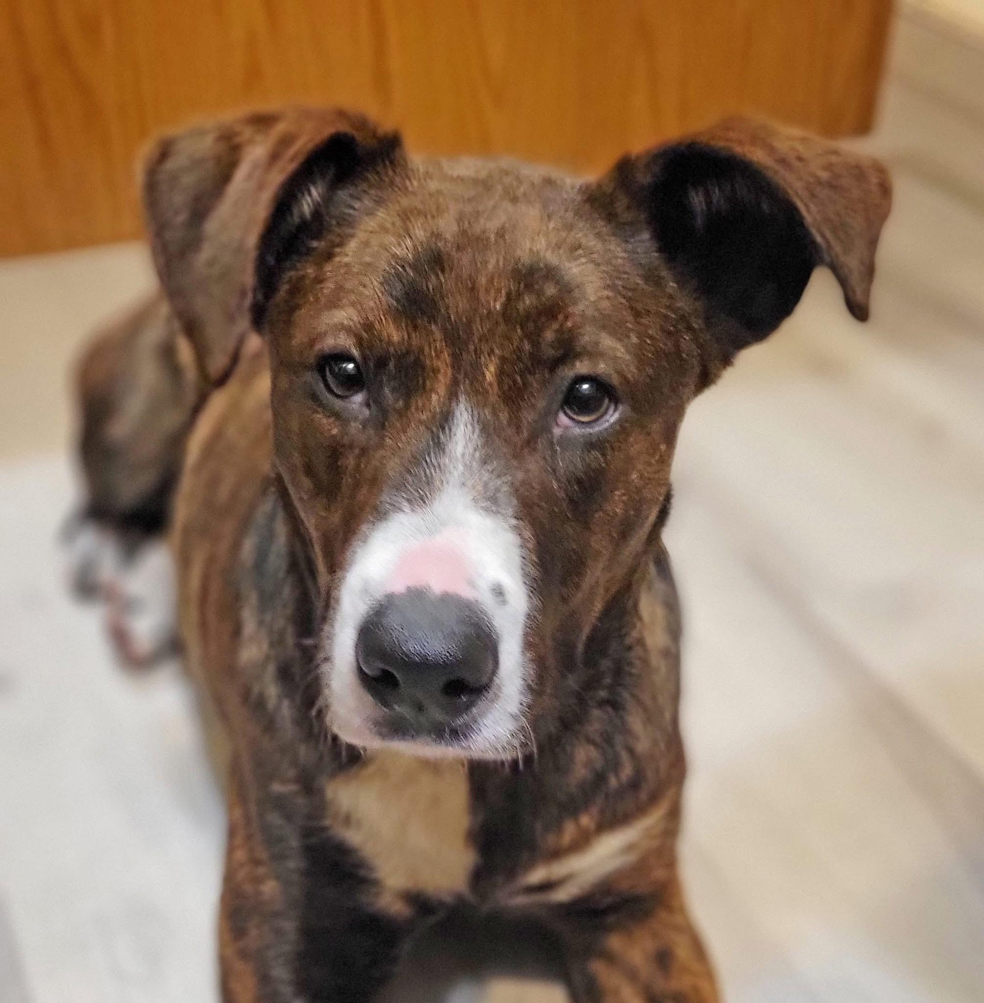 Adeline, ADOPTABLE, Young Female Labrador Retriever.