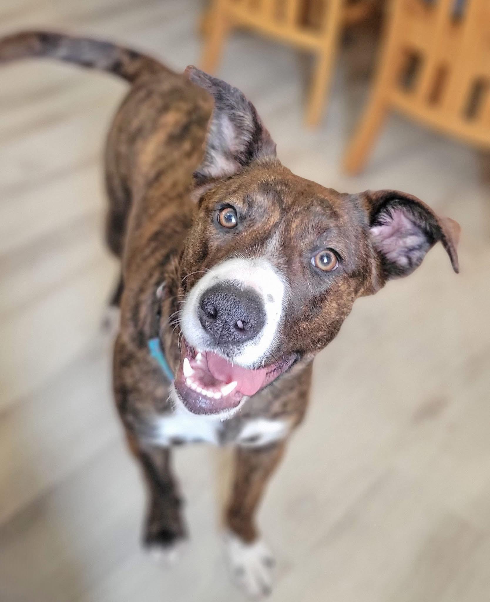 Enlarge Adeline, a ADOPTABLE mixed breed in Woodbury, NJ image 4/6