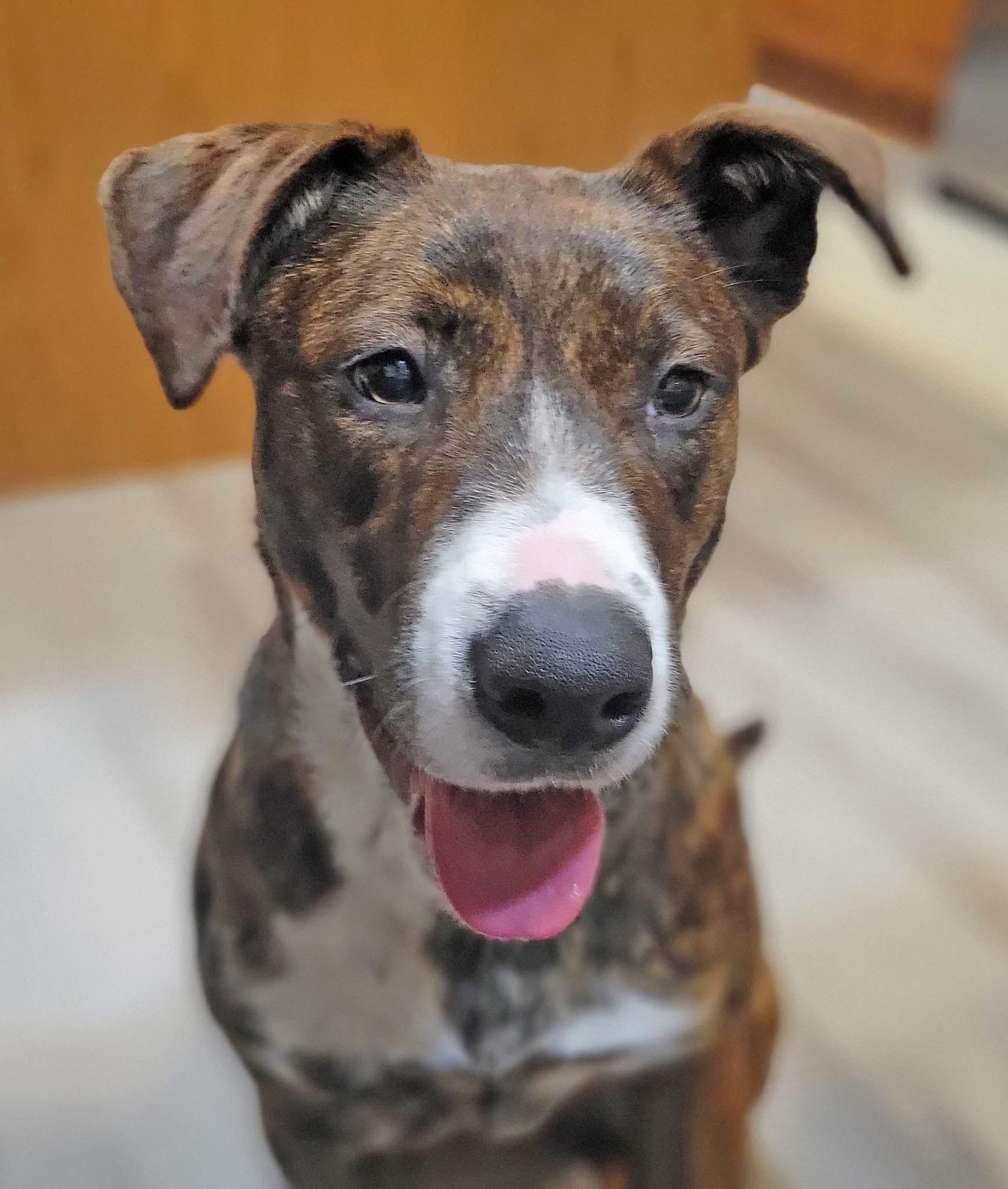 Enlarge Adeline, a ADOPTABLE mixed breed in Woodbury, NJ image 2/6