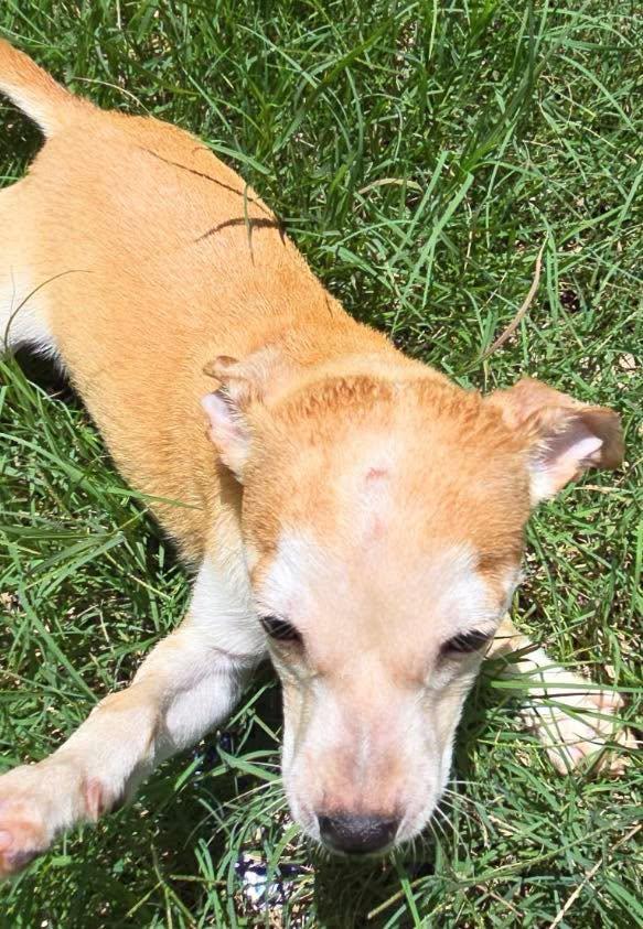 Tom, ADOPTABLE, Puppy Male Chihuahua.