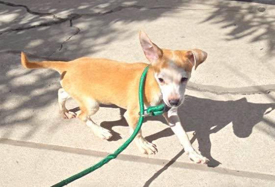 Tom, a ADOPTABLE mixed breed in Winsted, CT image 3/4