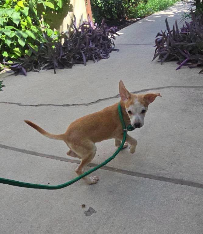 Tom, a ADOPTABLE mixed breed in Winsted, CT image 2/4