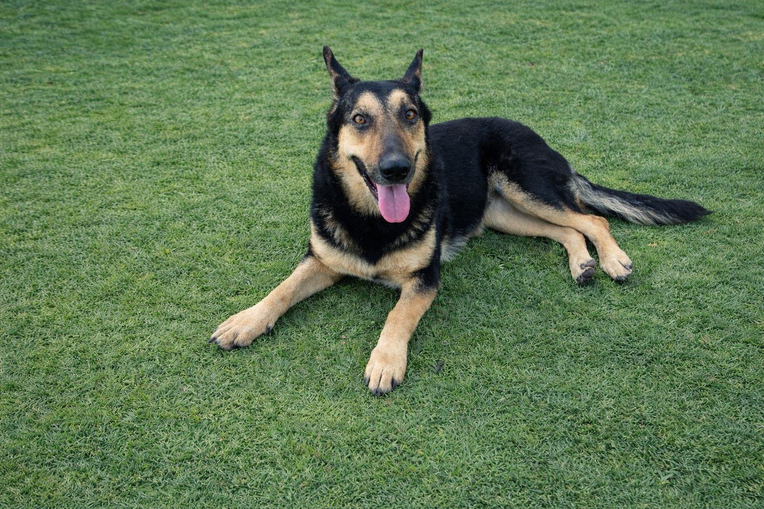 Dakota, Adoptable, Young Female Shepherd.