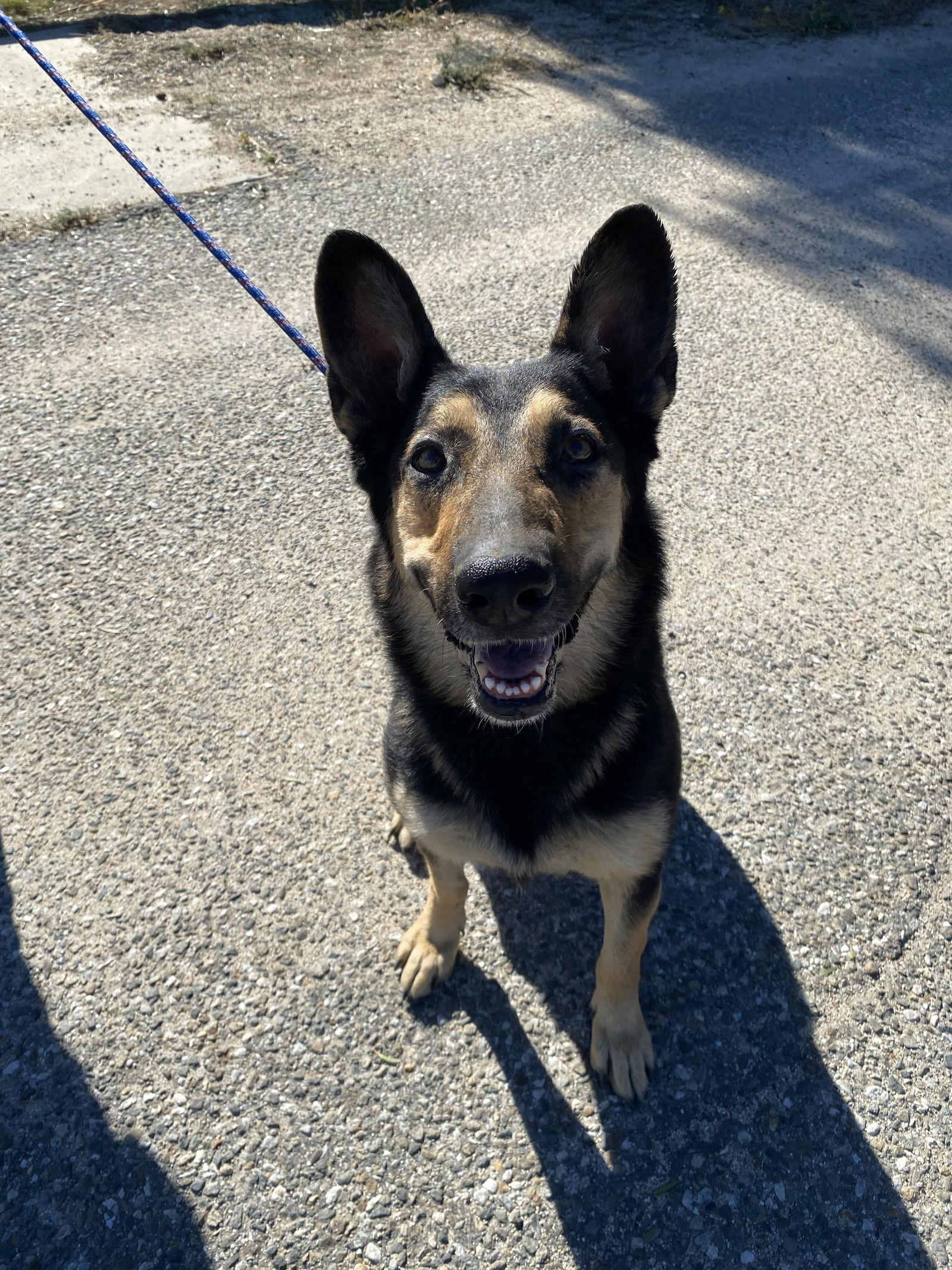 Enlarge Dakota, a Adoptable Shepherd in La Verne, CA image 2/3