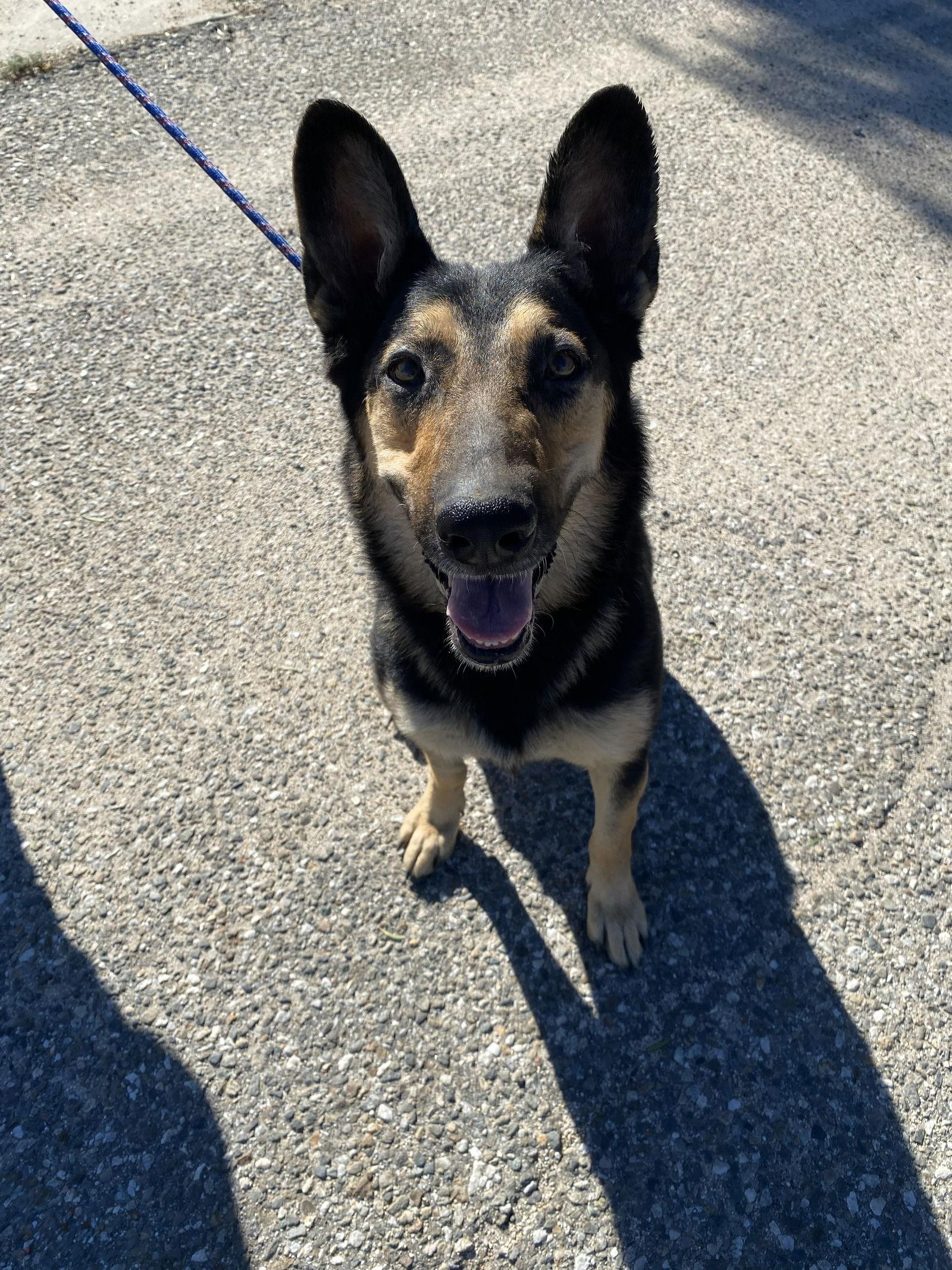 Enlarge Dakota, a Adoptable Shepherd in La Verne, CA image 3/3