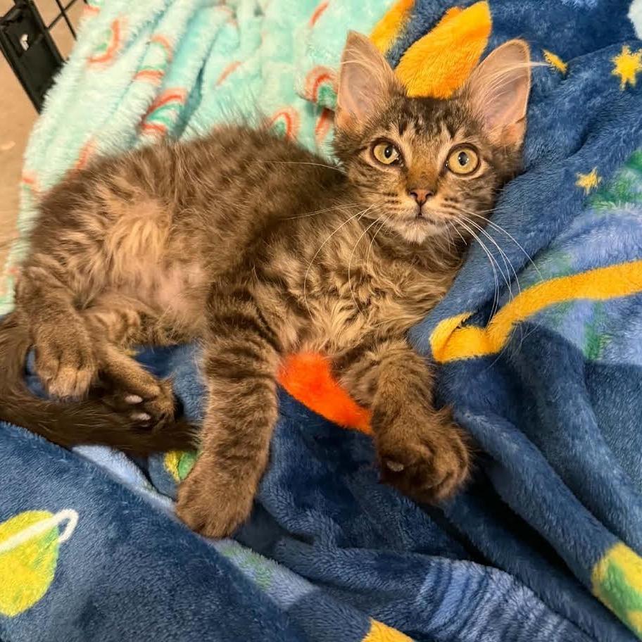 Lucia, Adoptable, Kitten Female Domestic Medium Hair.