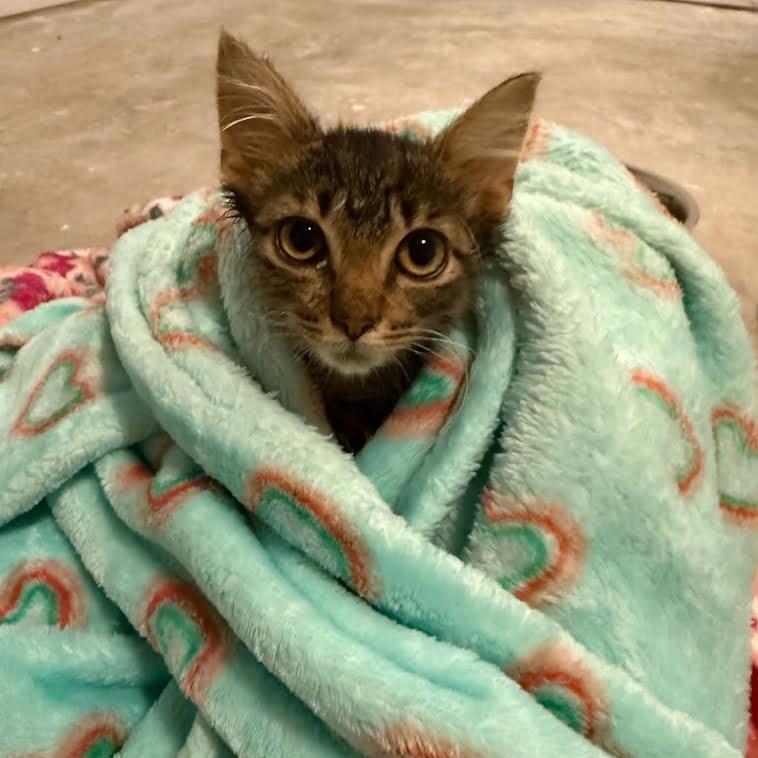 Enlarge Lucia, a Adoptable Domestic Medium Hair in Madison, WI image 2/6