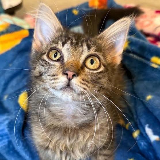 Enlarge Lucia, a Adoptable Domestic Medium Hair in Madison, WI image 3/6