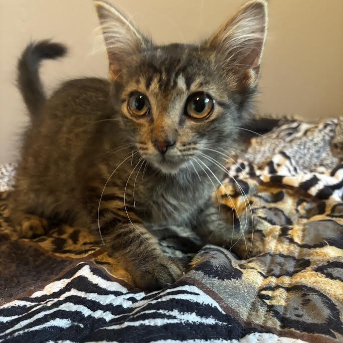 Enlarge Lucia, a Adoptable Domestic Medium Hair in Madison, WI image 4/6