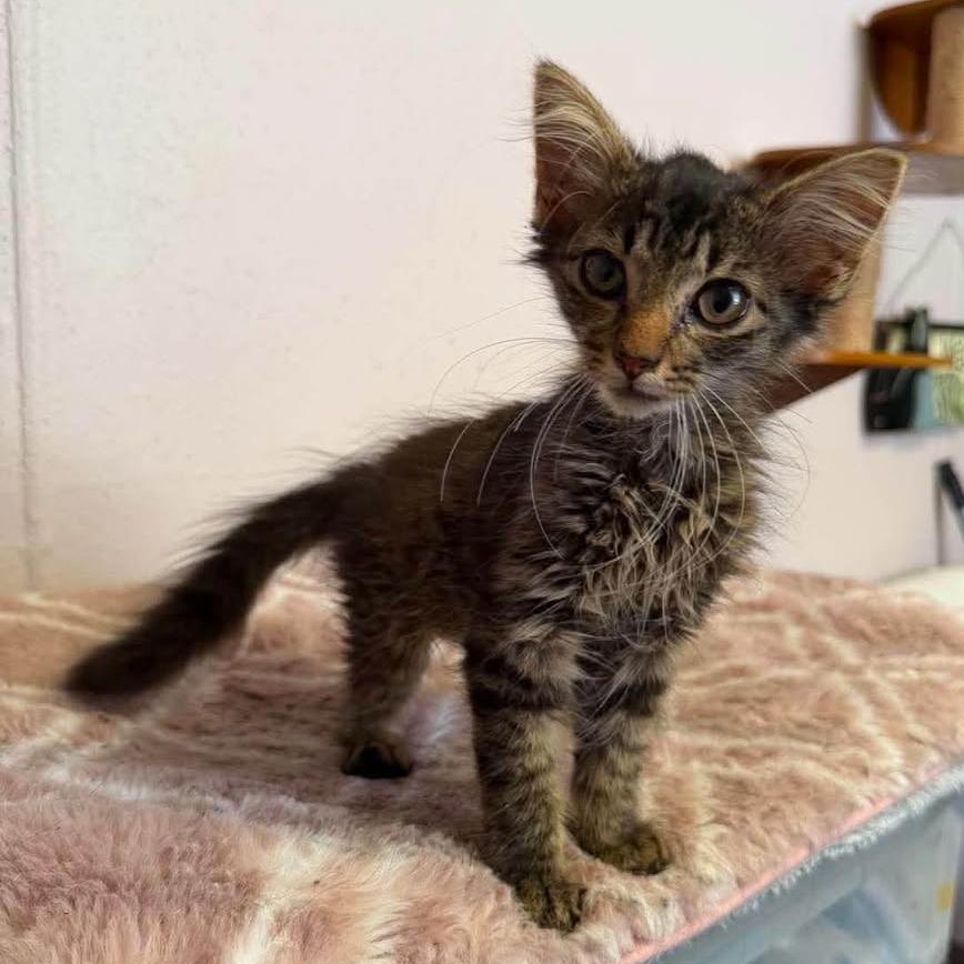 Enlarge Lucia, a Adoptable Domestic Medium Hair in Madison, WI image 5/6