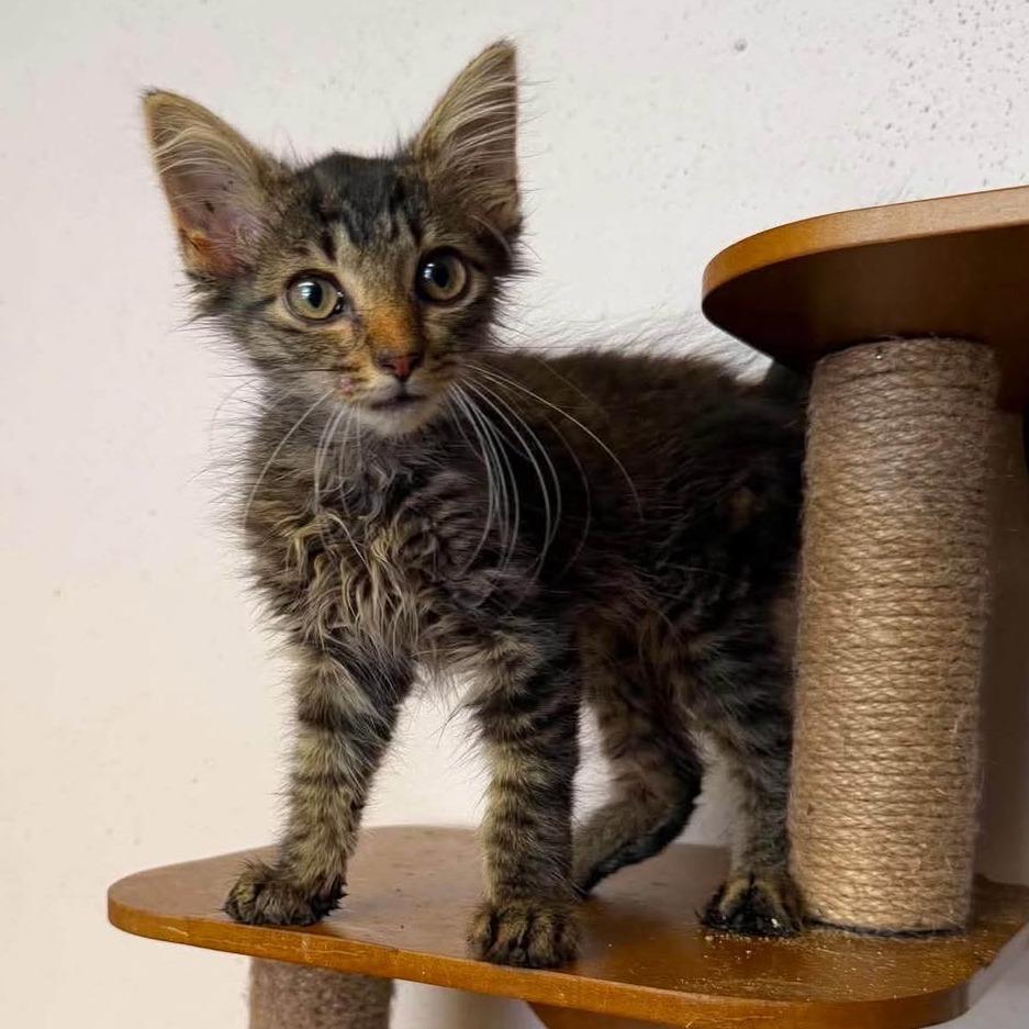 Enlarge Lucia, a Adoptable Domestic Medium Hair in Madison, WI image 6/6