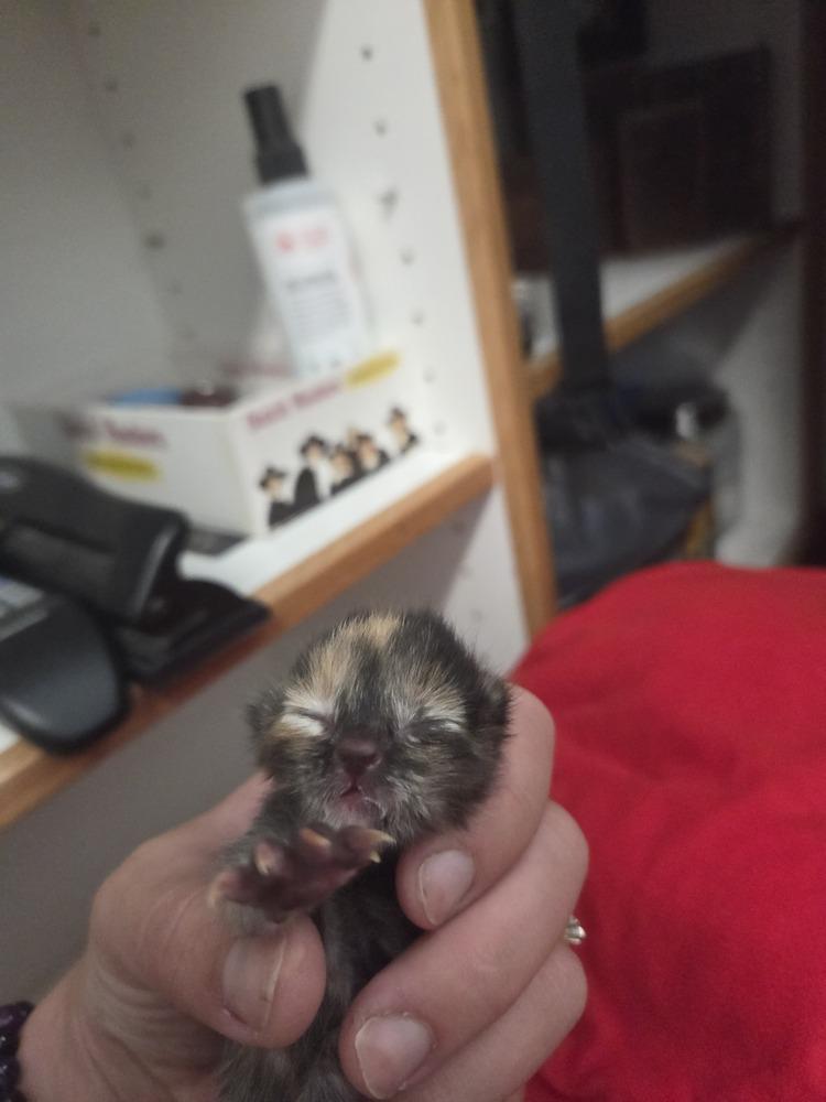 So, Adoptable, Kitten Female Domestic Short Hair.