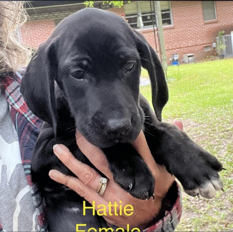 Hattie, Baby Female Labrador Retriever