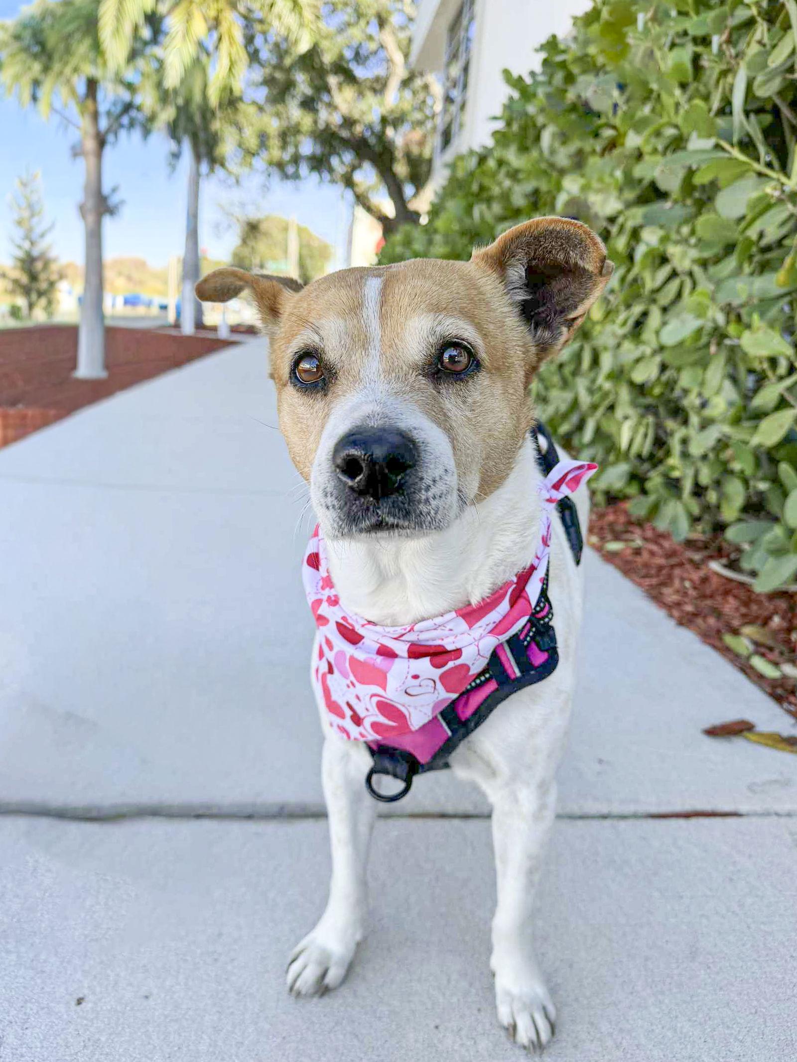 Gracee - F, Adoptable, Adult Female Beagle.