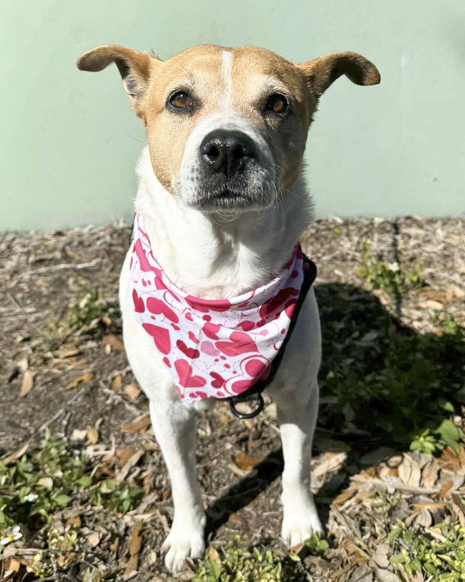 Enlarge Gracee - F, a Adoptable Beagle in Tampa, FL image 3/3