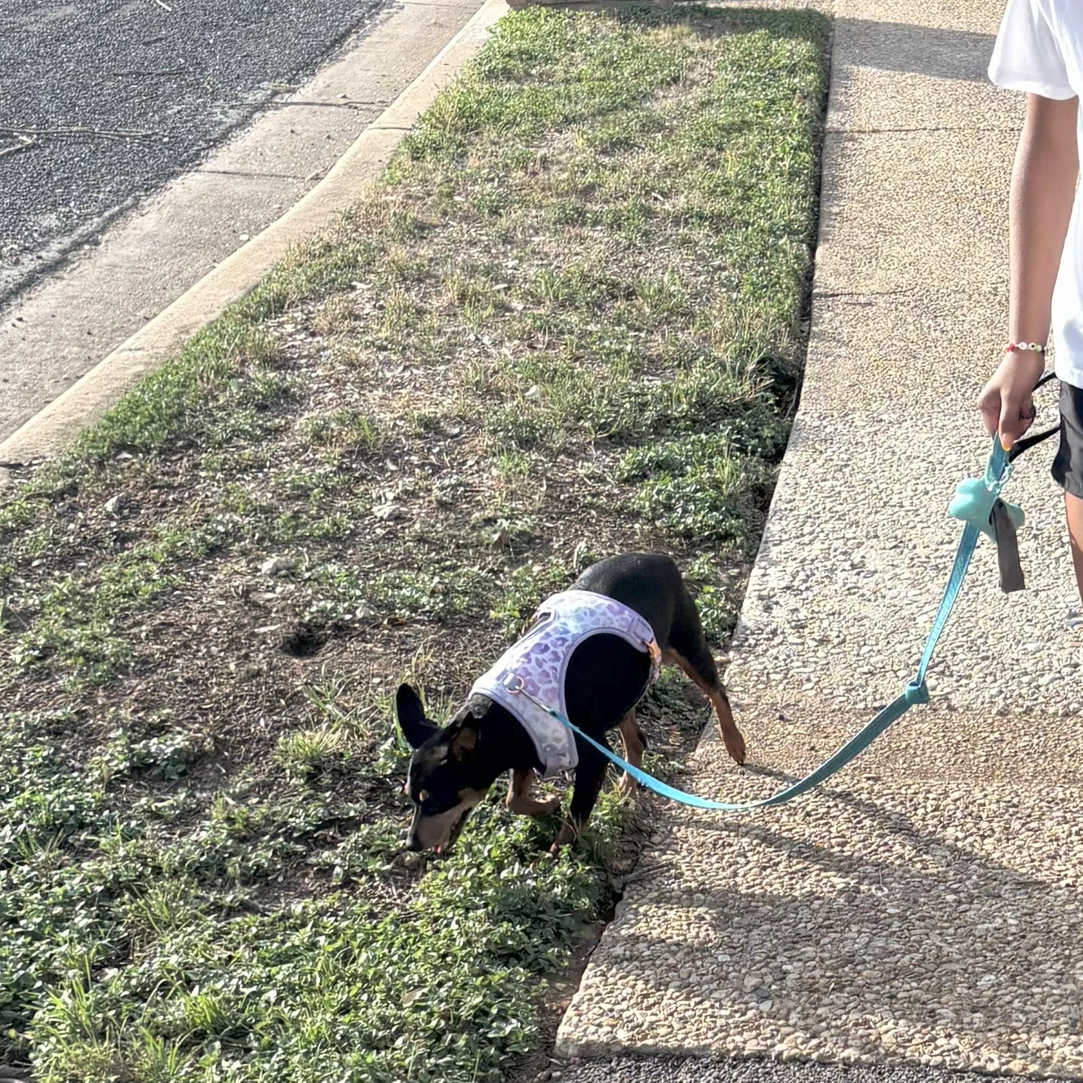 Enlarge Amber, a Adopted Miniature Pinscher in Austin, TX image 4/6