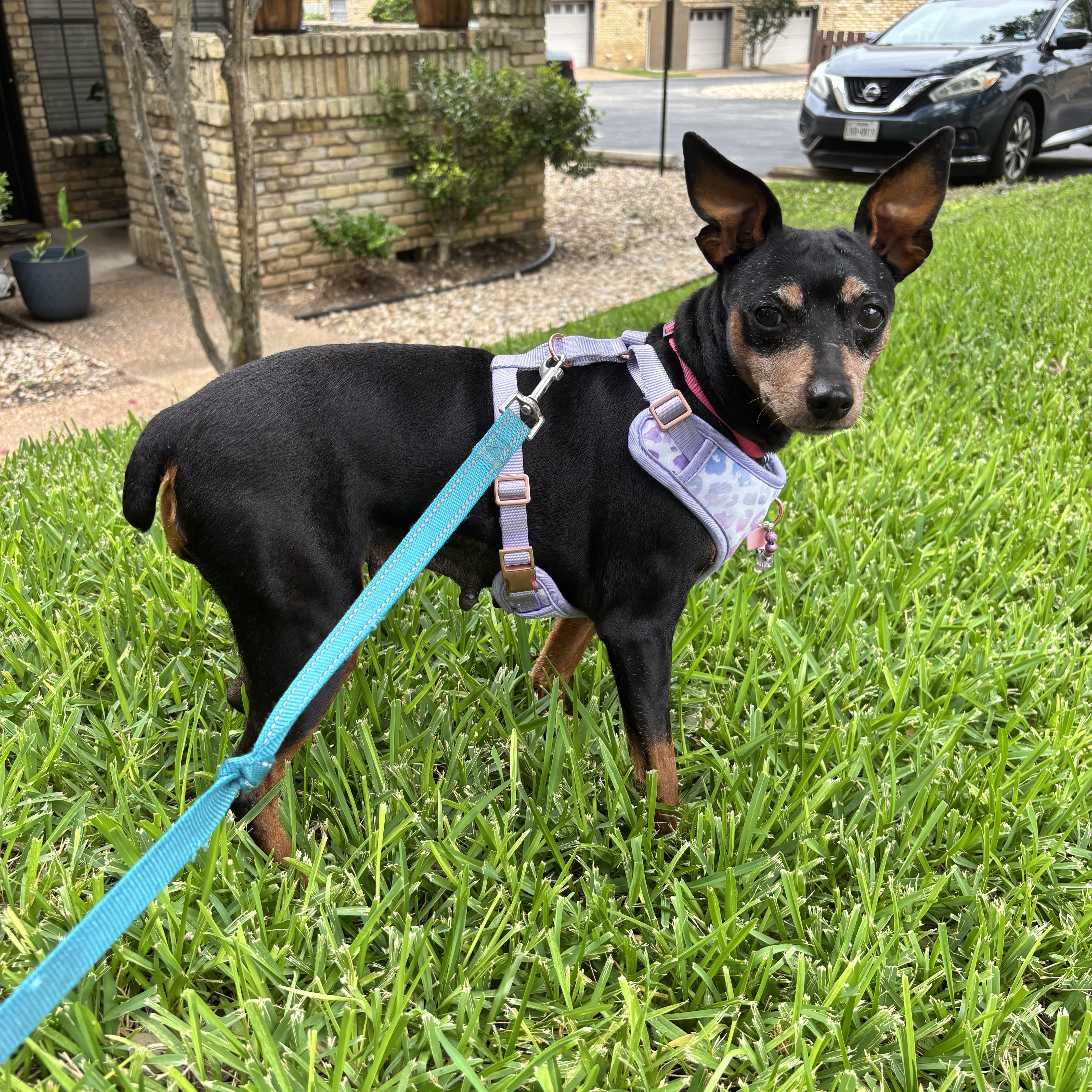 Amber, Adopted, Adult Female Miniature Pinscher.