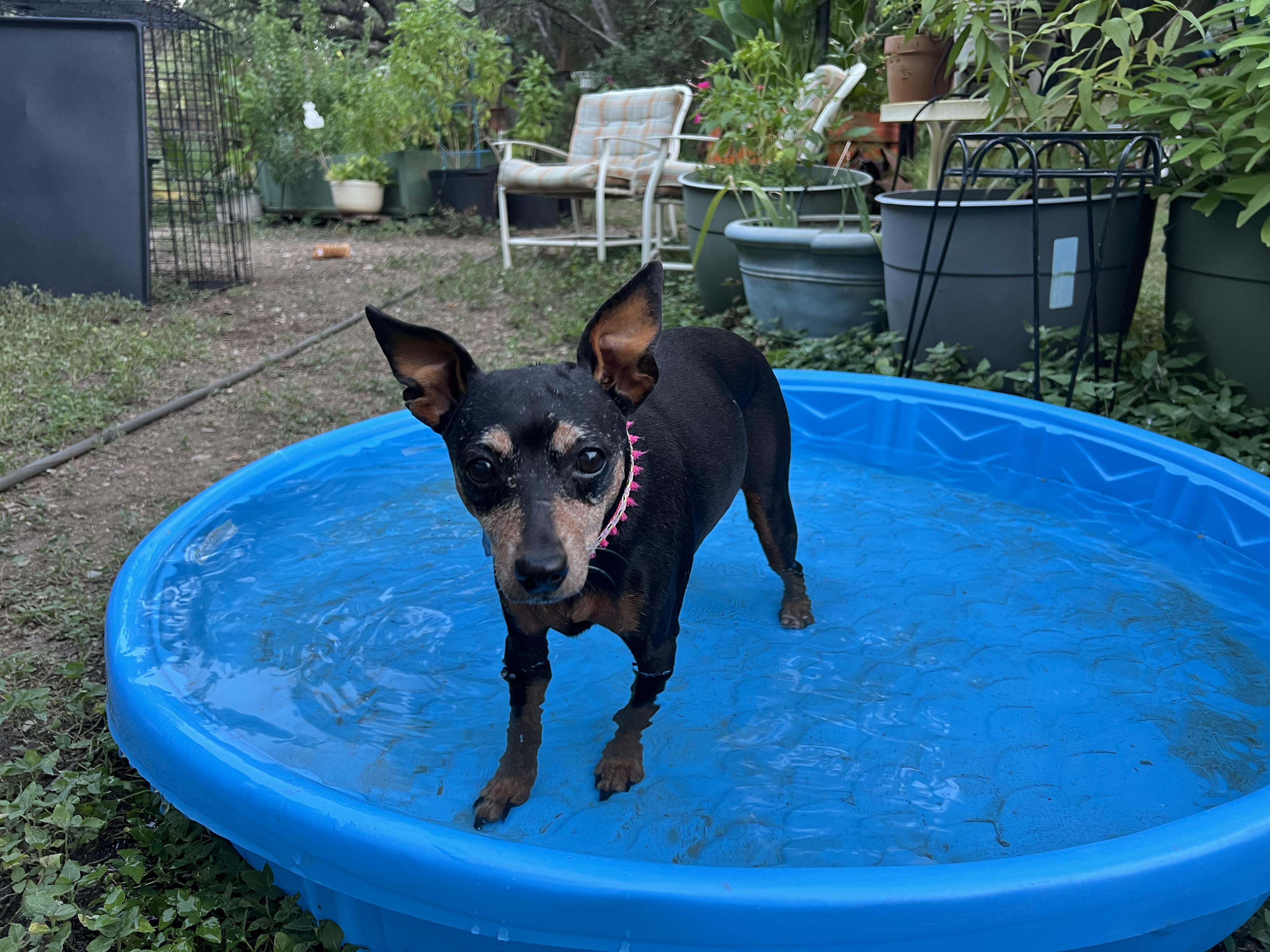 Enlarge Amber, a Adopted Miniature Pinscher in Austin, TX image 6/6