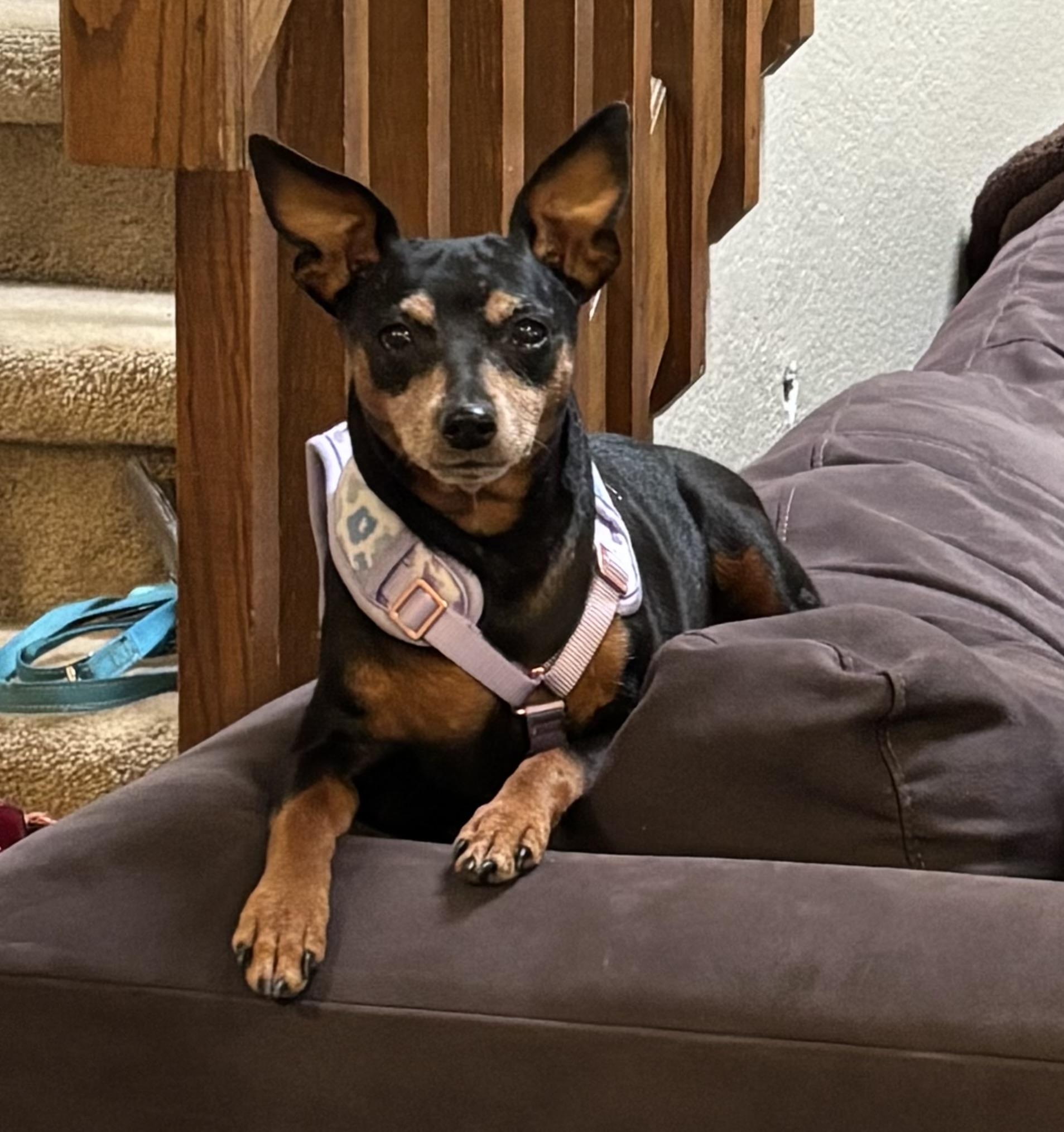 Enlarge Amber, a Adopted Miniature Pinscher in Austin, TX image 2/6