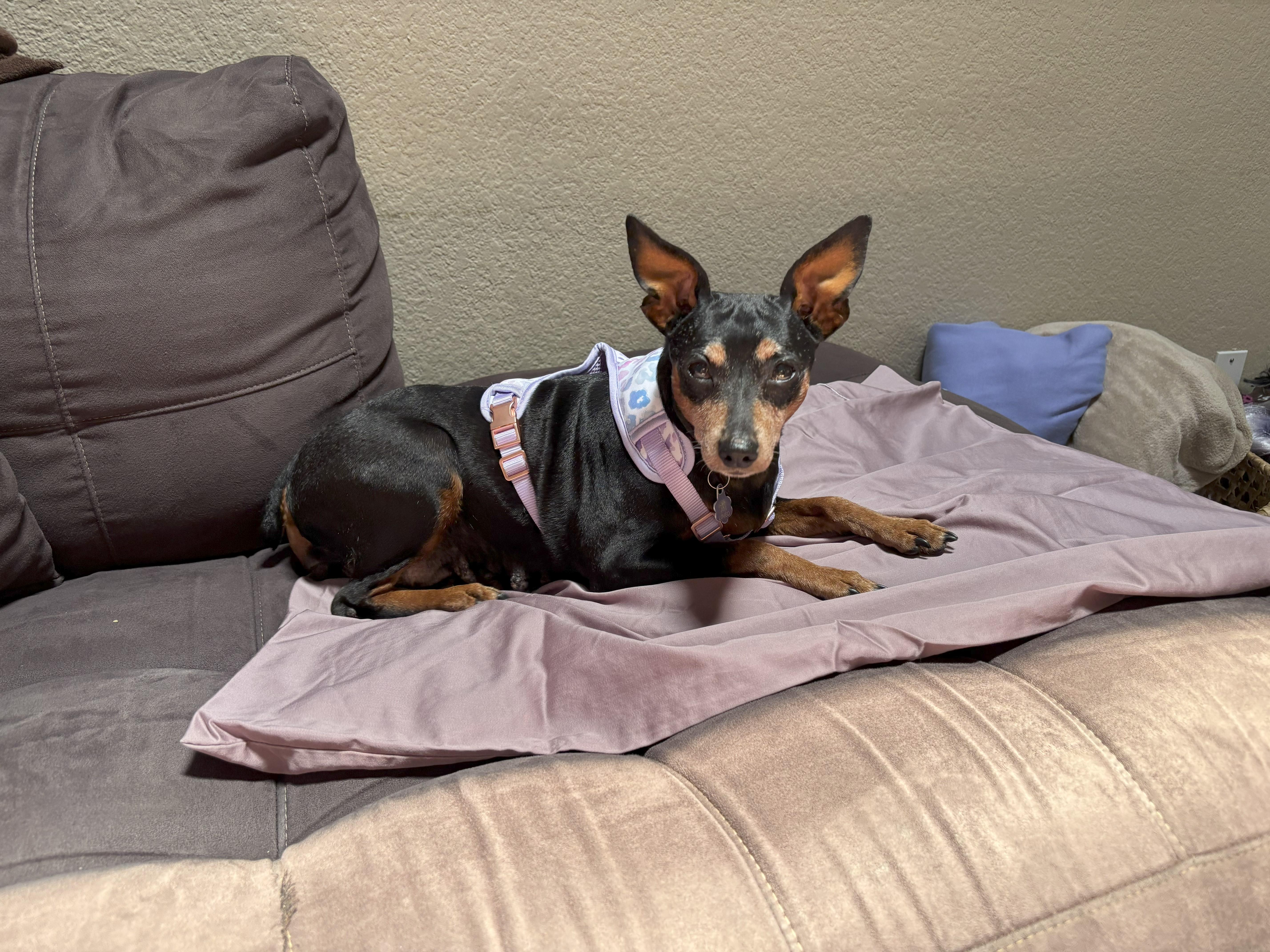Enlarge Amber, a Adopted Miniature Pinscher in Austin, TX image 3/6