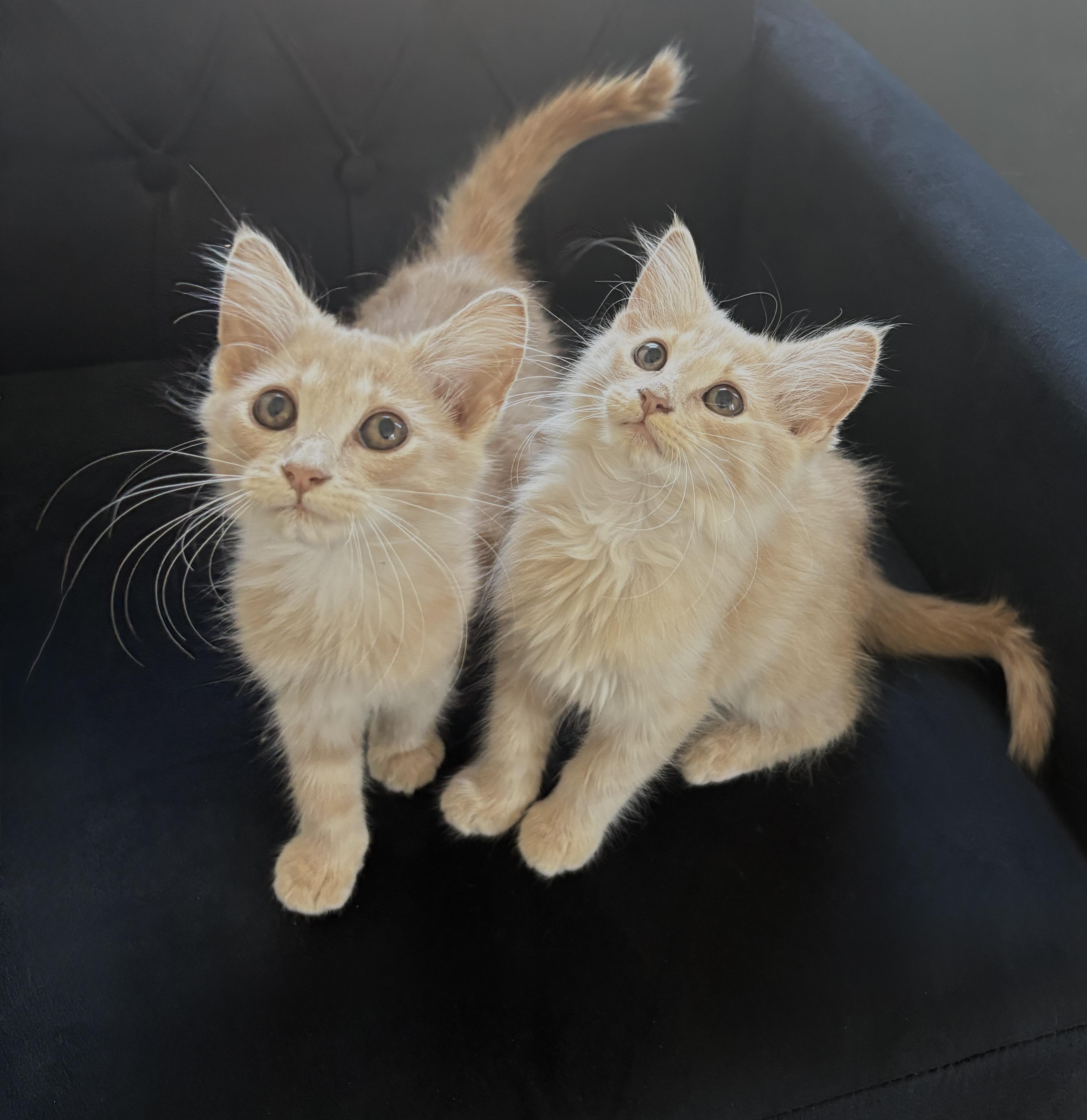 Meadow and Elly, an adopted Domestic Long Hair in Charlotte, NC image 1/6
