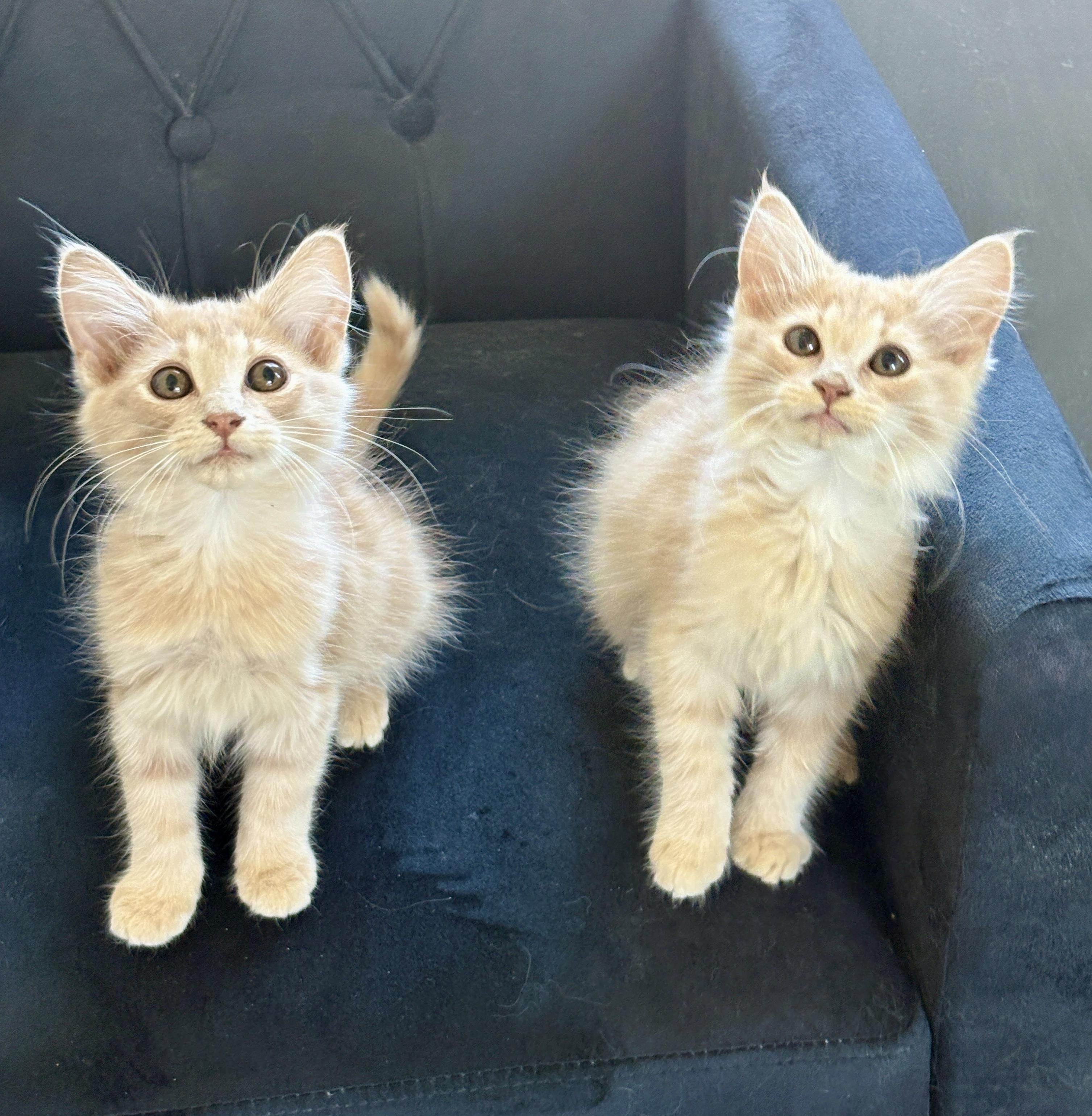 Meadow and Elly, an adopted Domestic Long Hair in Charlotte, NC image 3/6