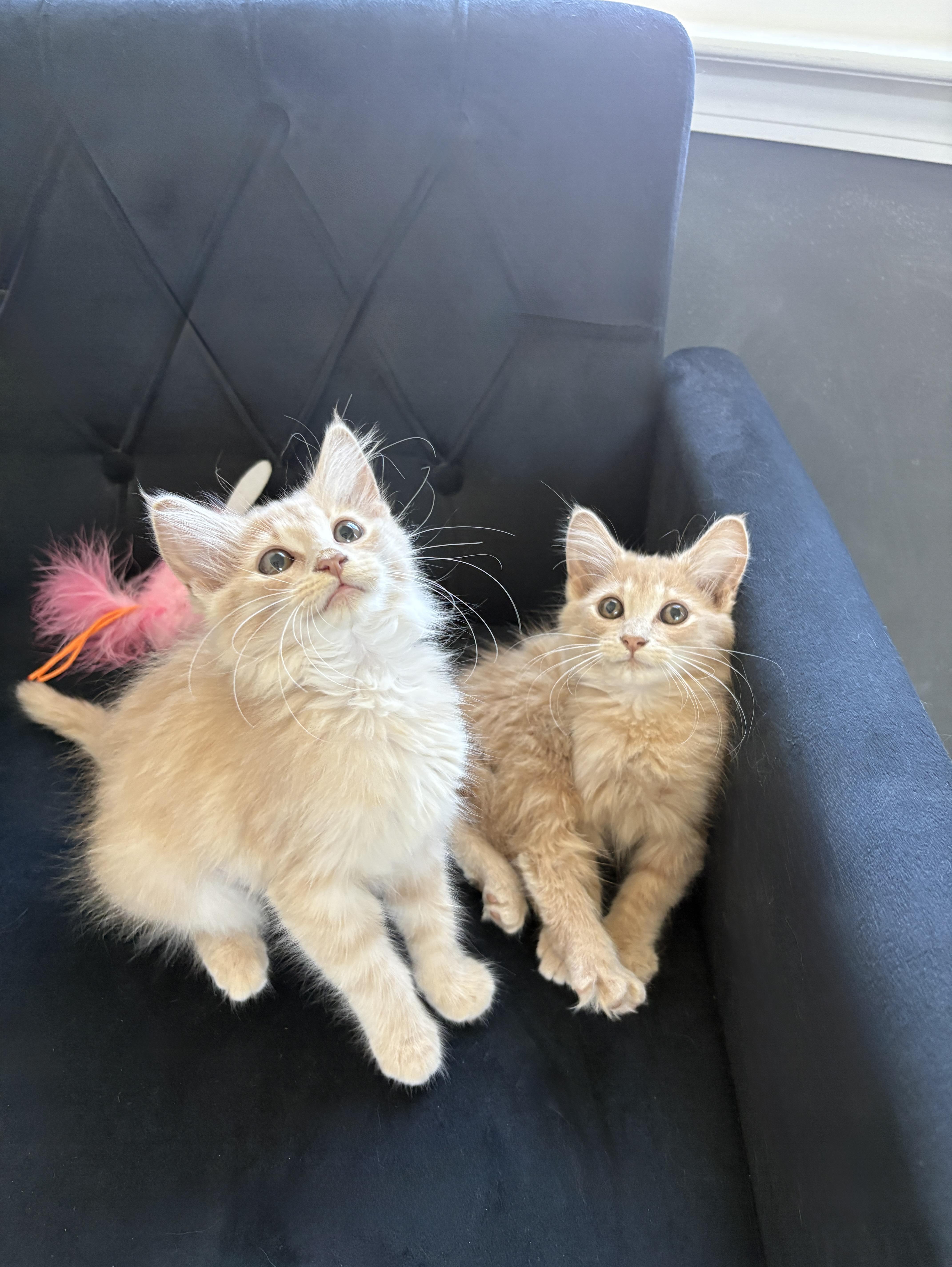 Meadow and Elly, an adopted Domestic Long Hair in Charlotte, NC image 6/6
