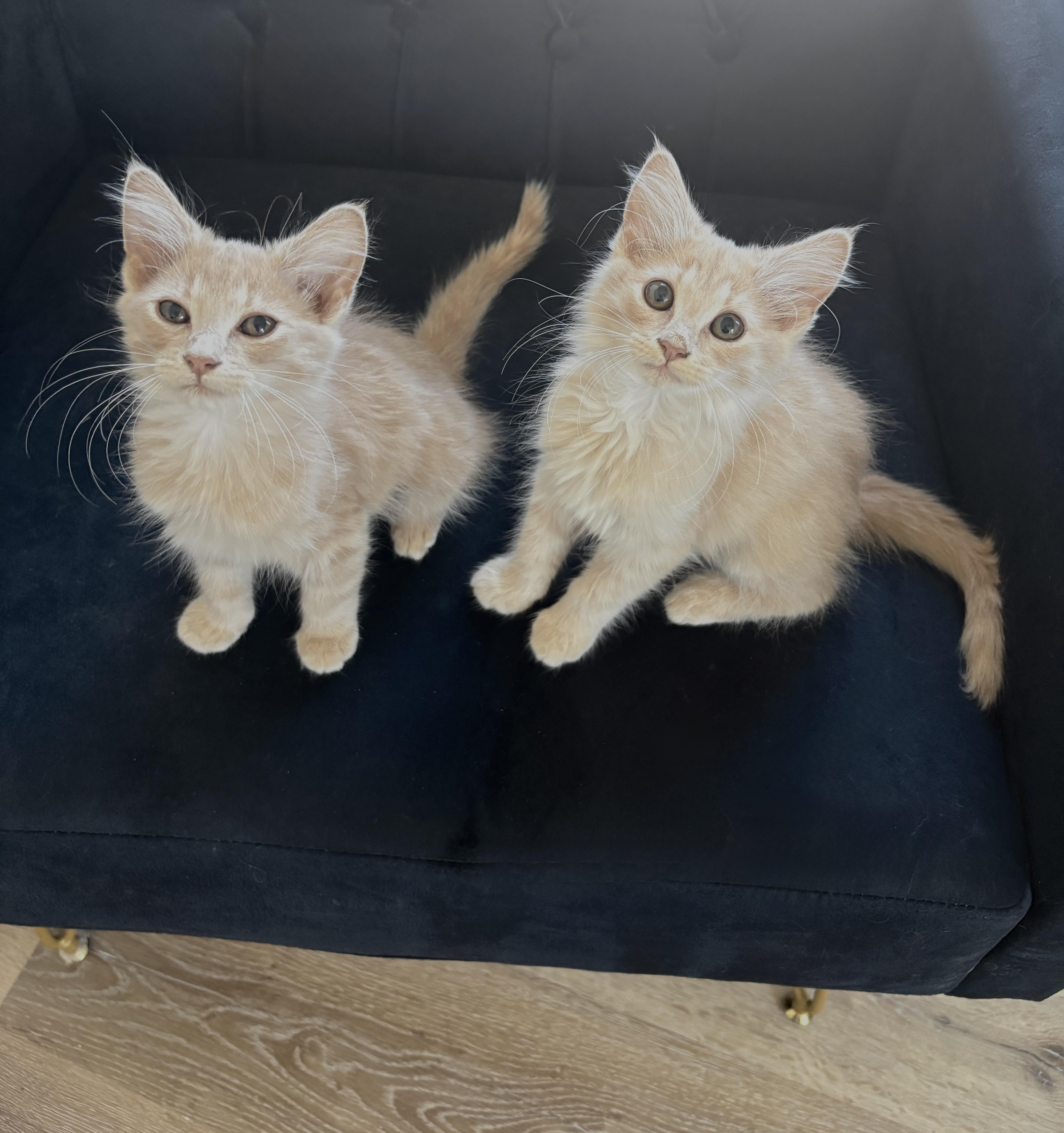 Meadow and Elly, an adopted Domestic Long Hair in Charlotte, NC image 5/6