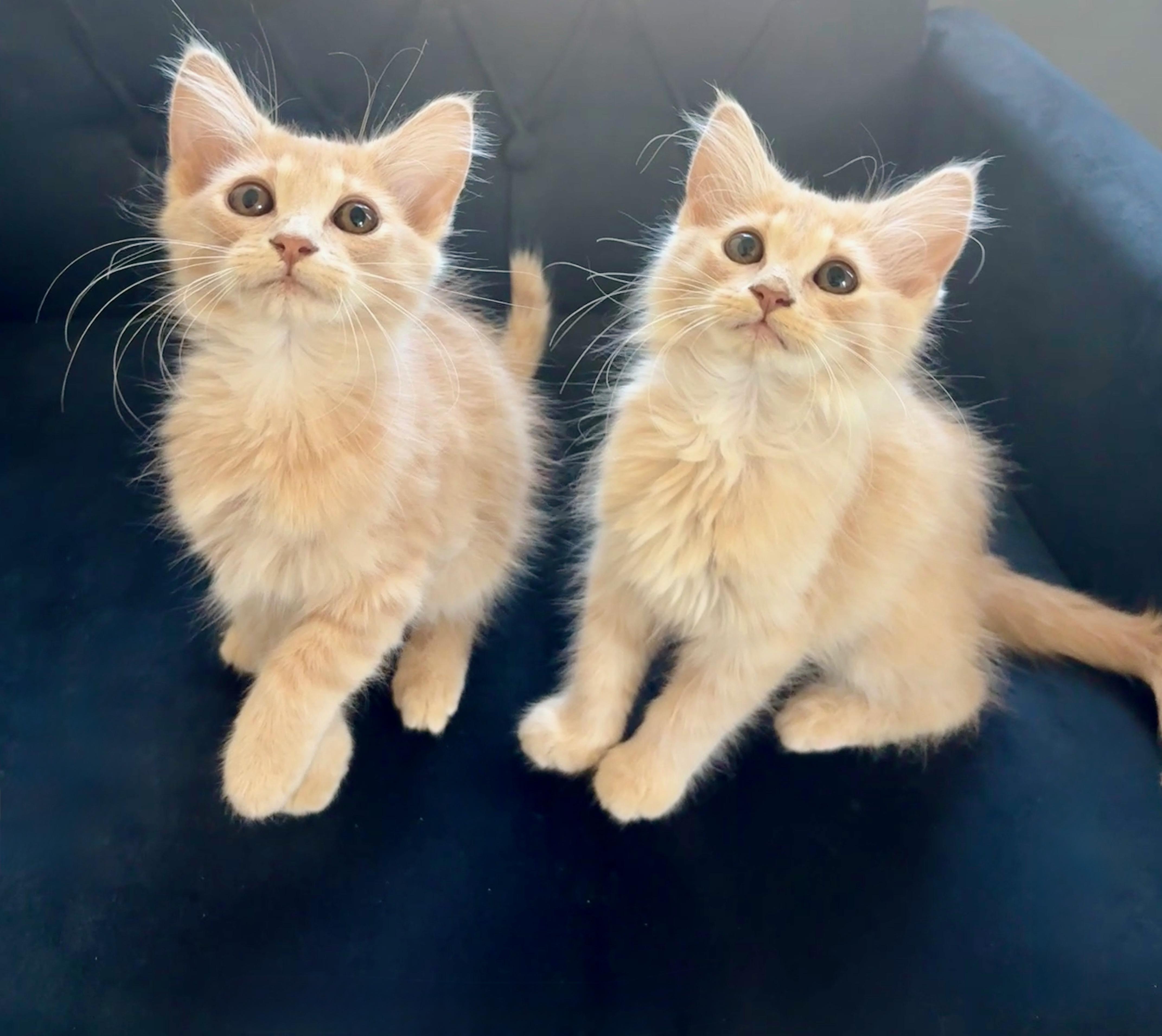 Meadow and Elly, an adopted Domestic Long Hair in Charlotte, NC image 4/6