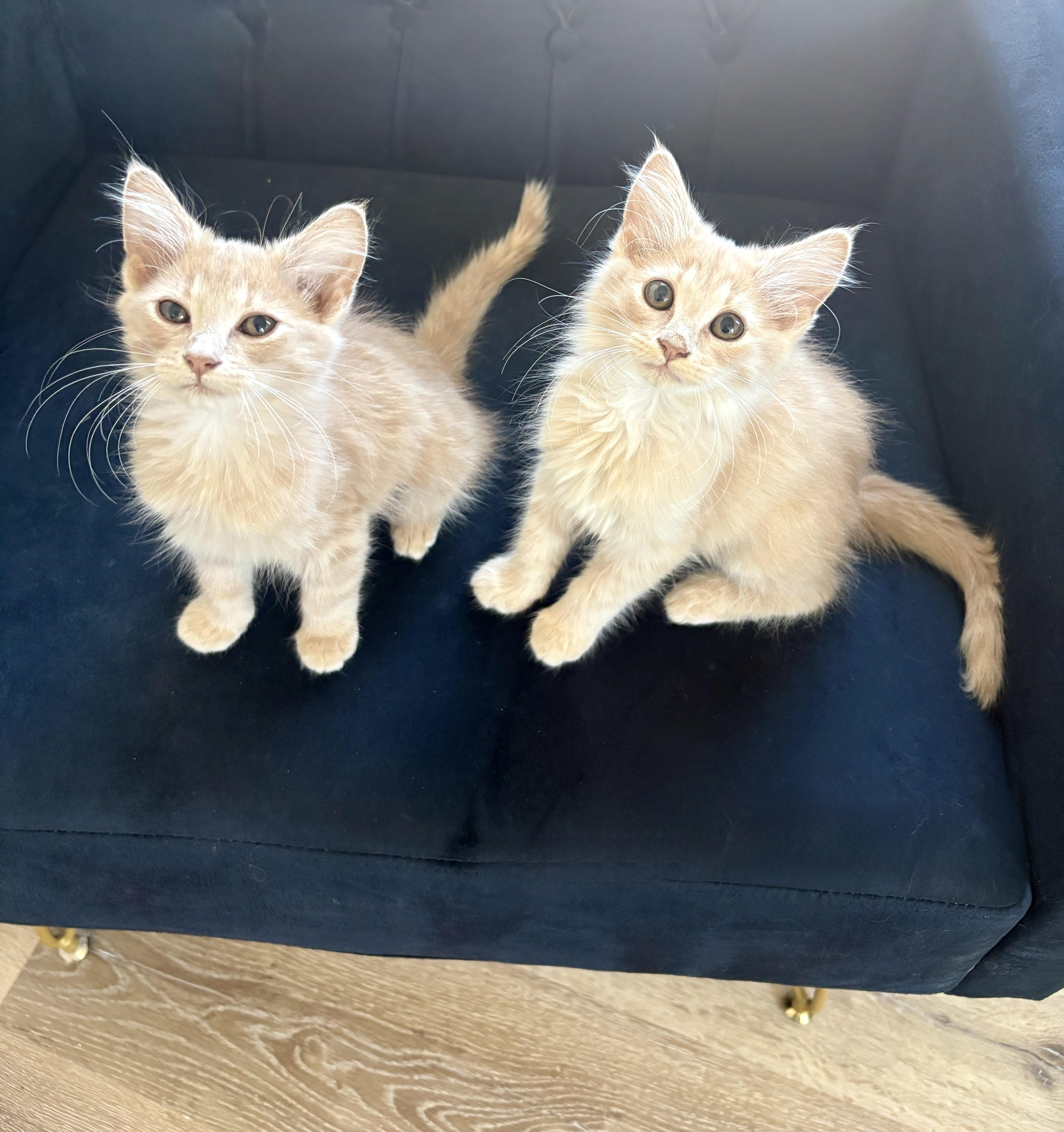 Meadow and Elly, an adopted Domestic Long Hair in Charlotte, NC image 2/6