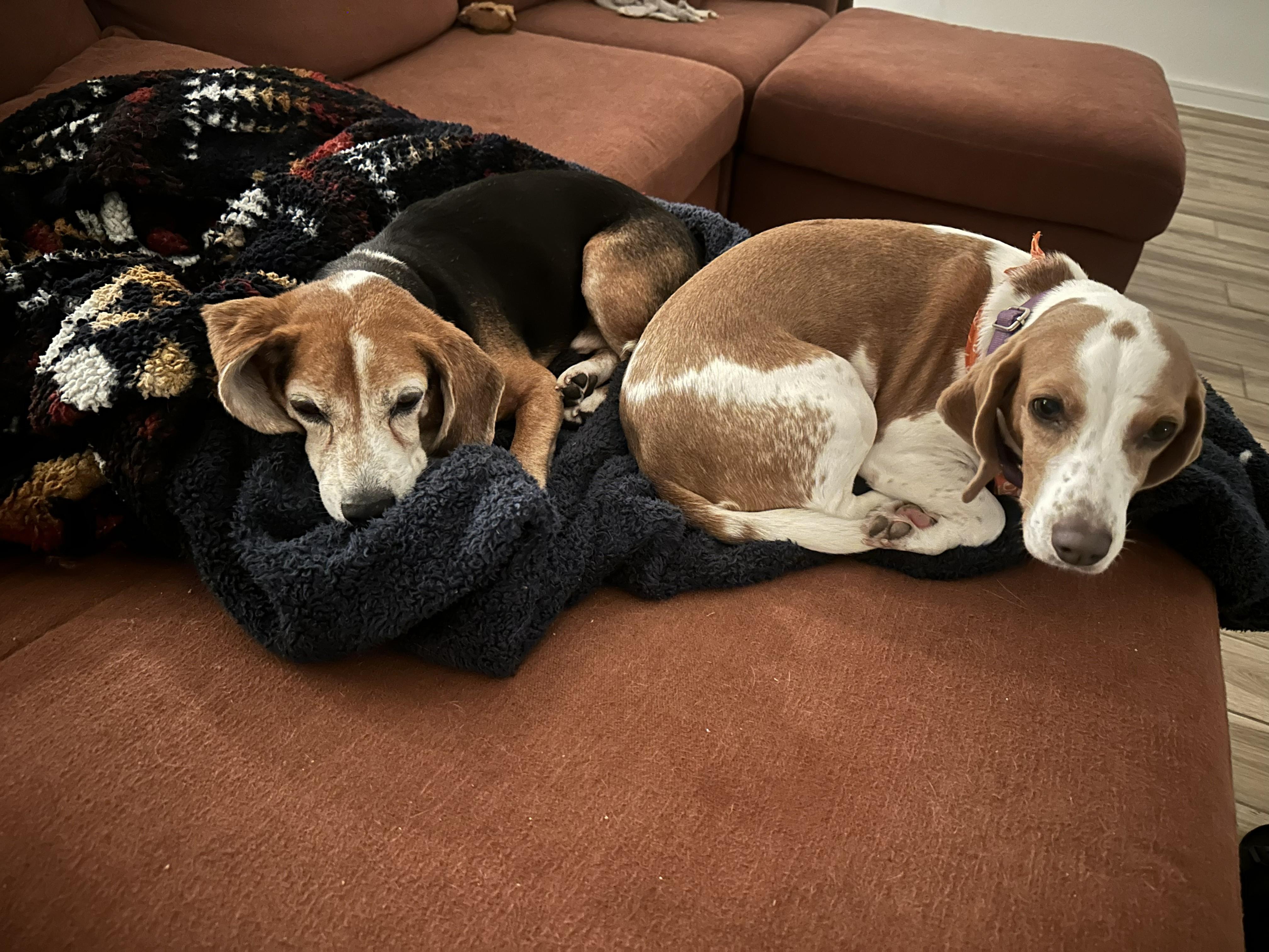 Enlarge Baguette, a Adoptable mixed breed in Tomball, TX image 1/4