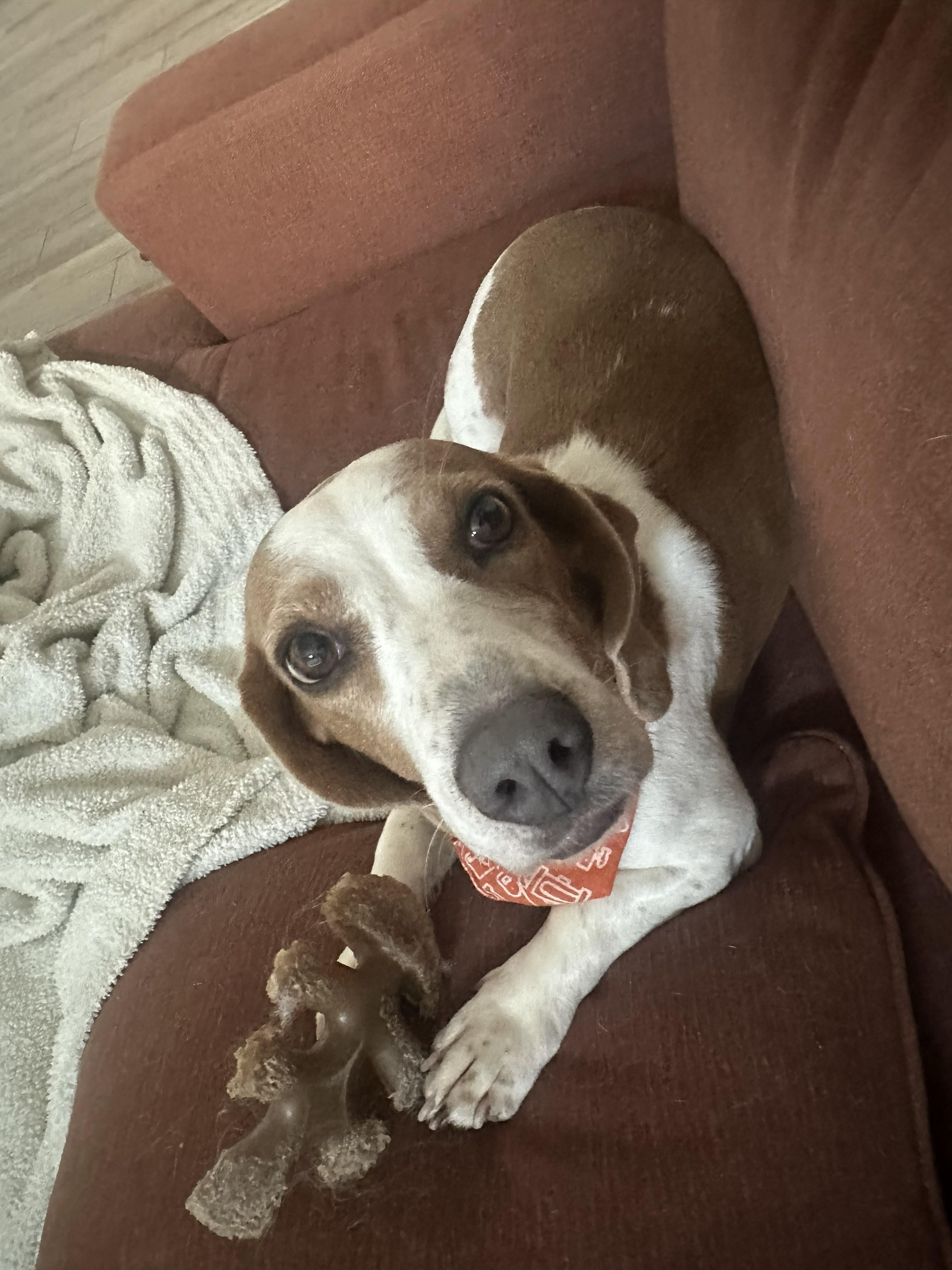 Enlarge Baguette, a Adoptable mixed breed in Tomball, TX image 2/4