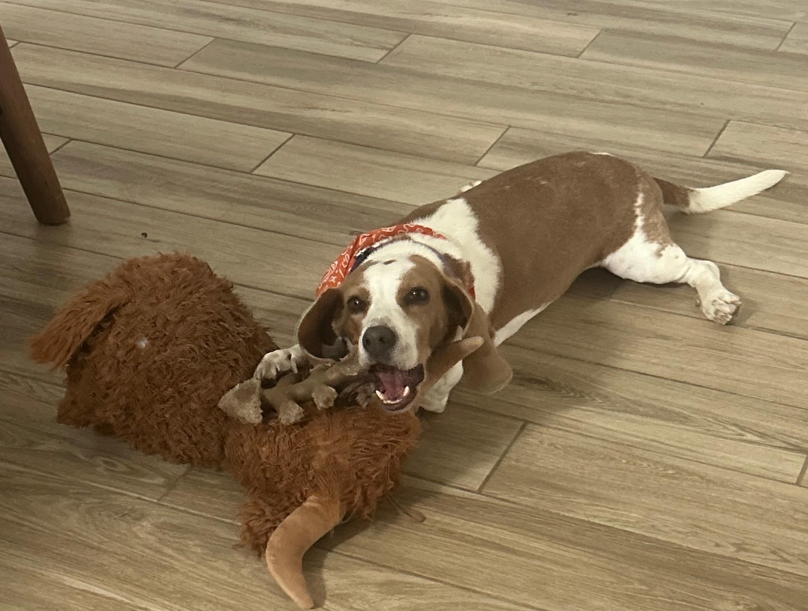 Enlarge Baguette, a Adoptable mixed breed in Tomball, TX image 3/4