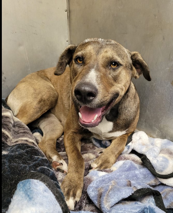 JAYNE, an adoptable Shepherd Mix in Orangeburg, SC_image-1