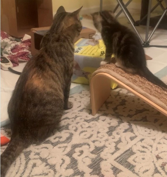 Motley, a Adoptable mixed breed in Morganton, NC image 2/5