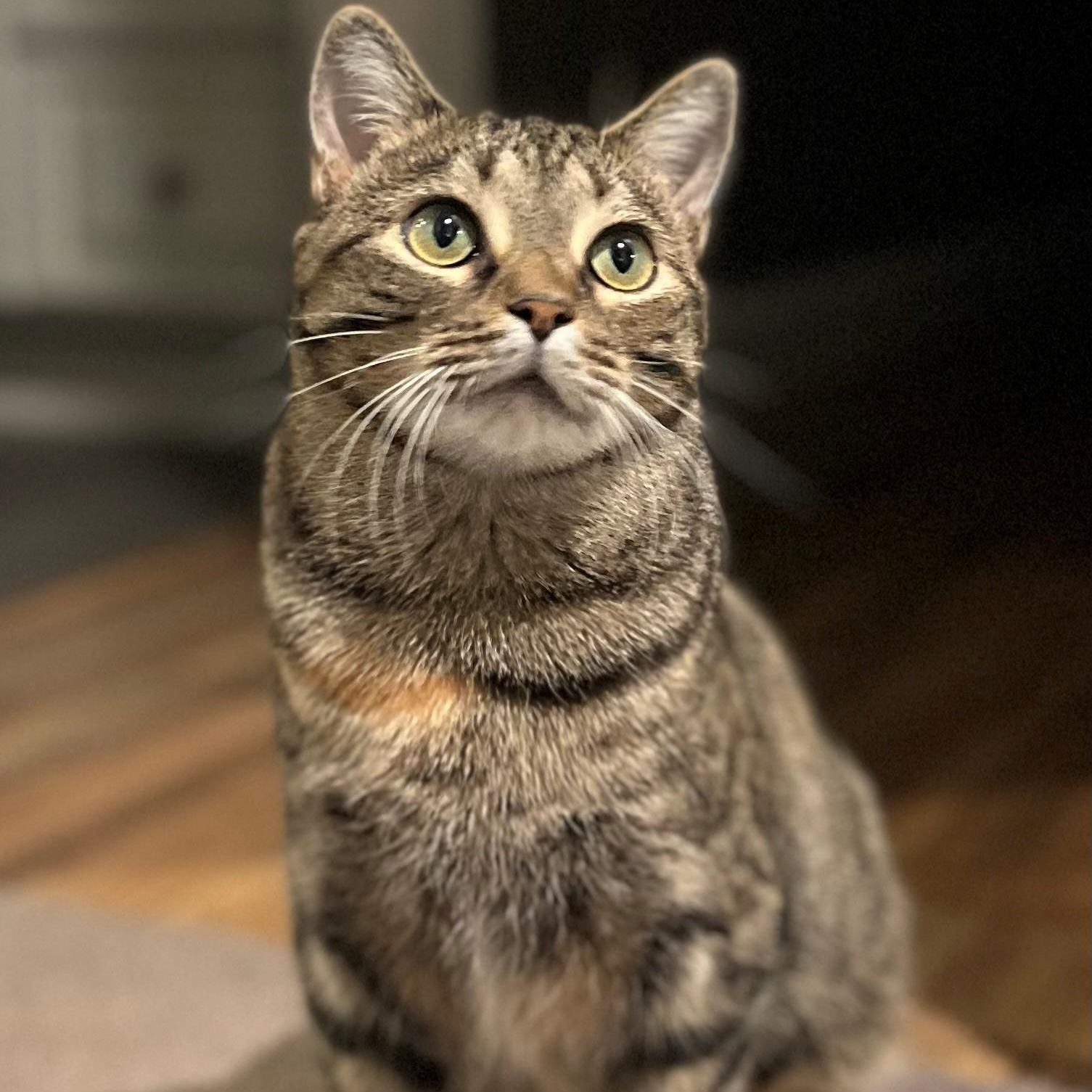 Motley, Adoptable, Young Female Domestic Short Hair.